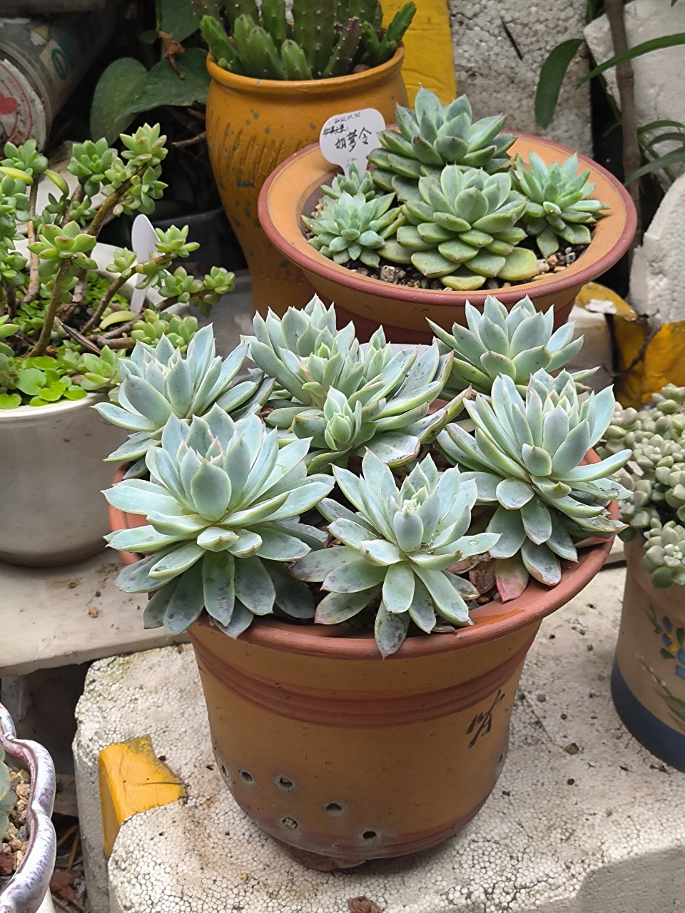 从不同角度拍摄这盆紫罗兰女王,虽然说是女王,但怎么看都没