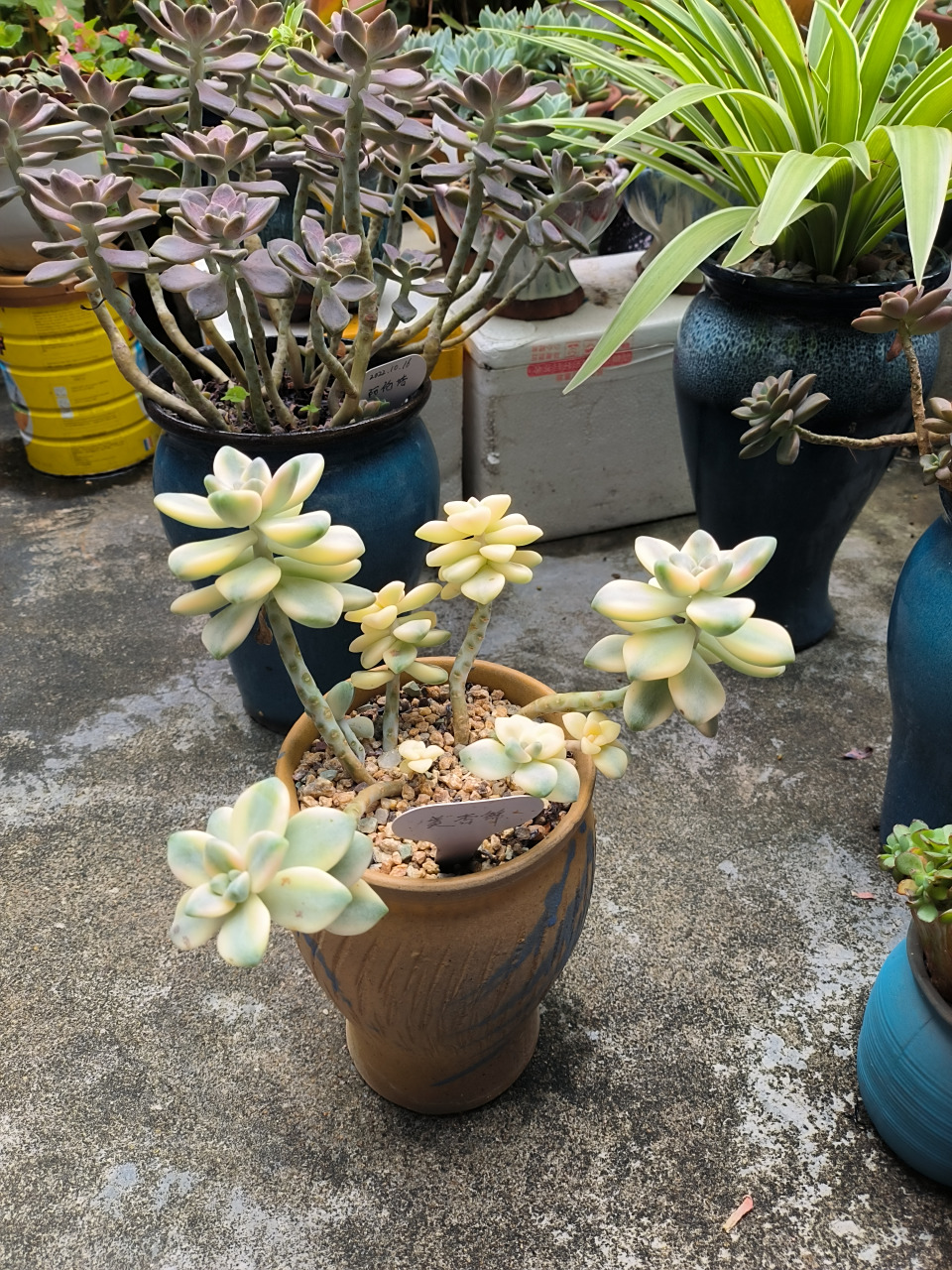 拉丝的多肉植物---美杏锦,看去似叶子又似美丽的花朵,大家咋看呢?