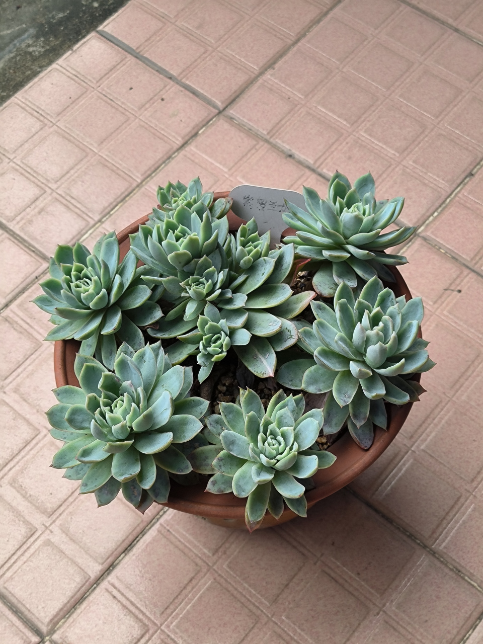 (原创作品)从不同角度拍摄这盆紫罗兰女王,虽然说是女王,但怎么看都没