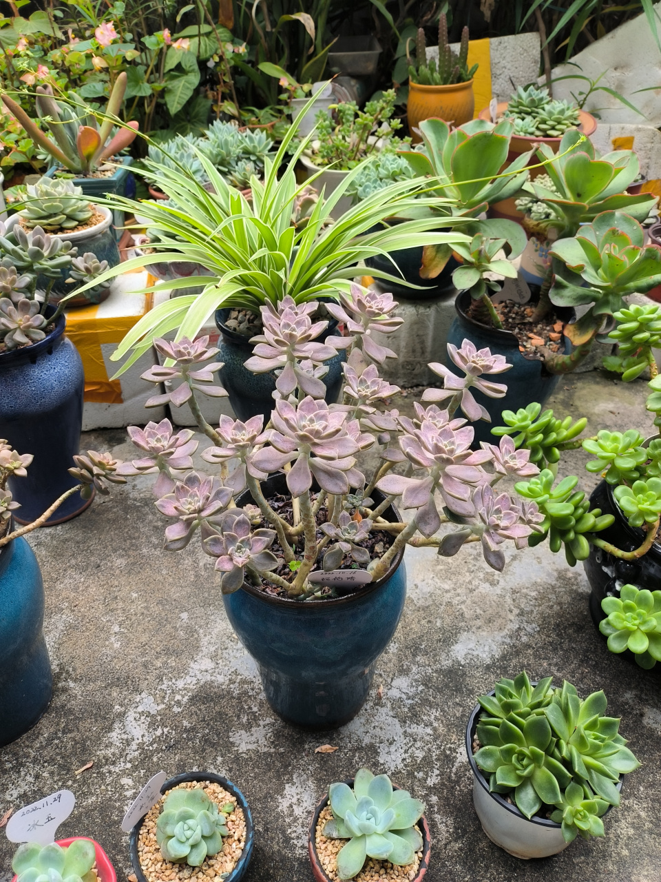 (原创)强力推荐新手入手的一款多肉植物----阿伦培,这款多肉植物皮实