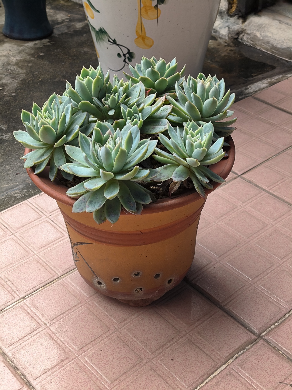 (原创作品)从不同角度拍摄这盆紫罗兰女王,虽然说是女王,但怎么看都没