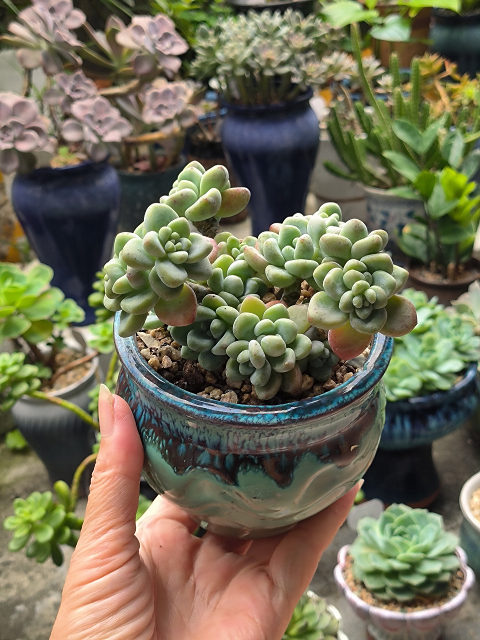 (原创)一盆小精致品多肉----罗琦,开始买来时是红粉红粉好漂亮,现在