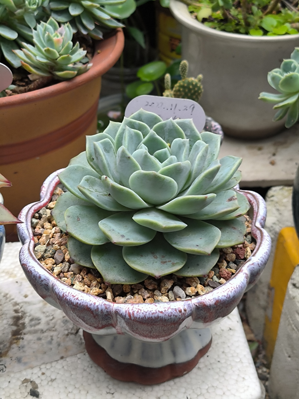 友友们,你们看,我的莲花座雪海多肉长得还可以吧?