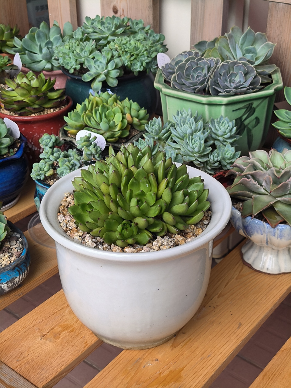 (原创)分享多肉植物----野马东云,下了几天雨后的野马东云绿绿的,暂时