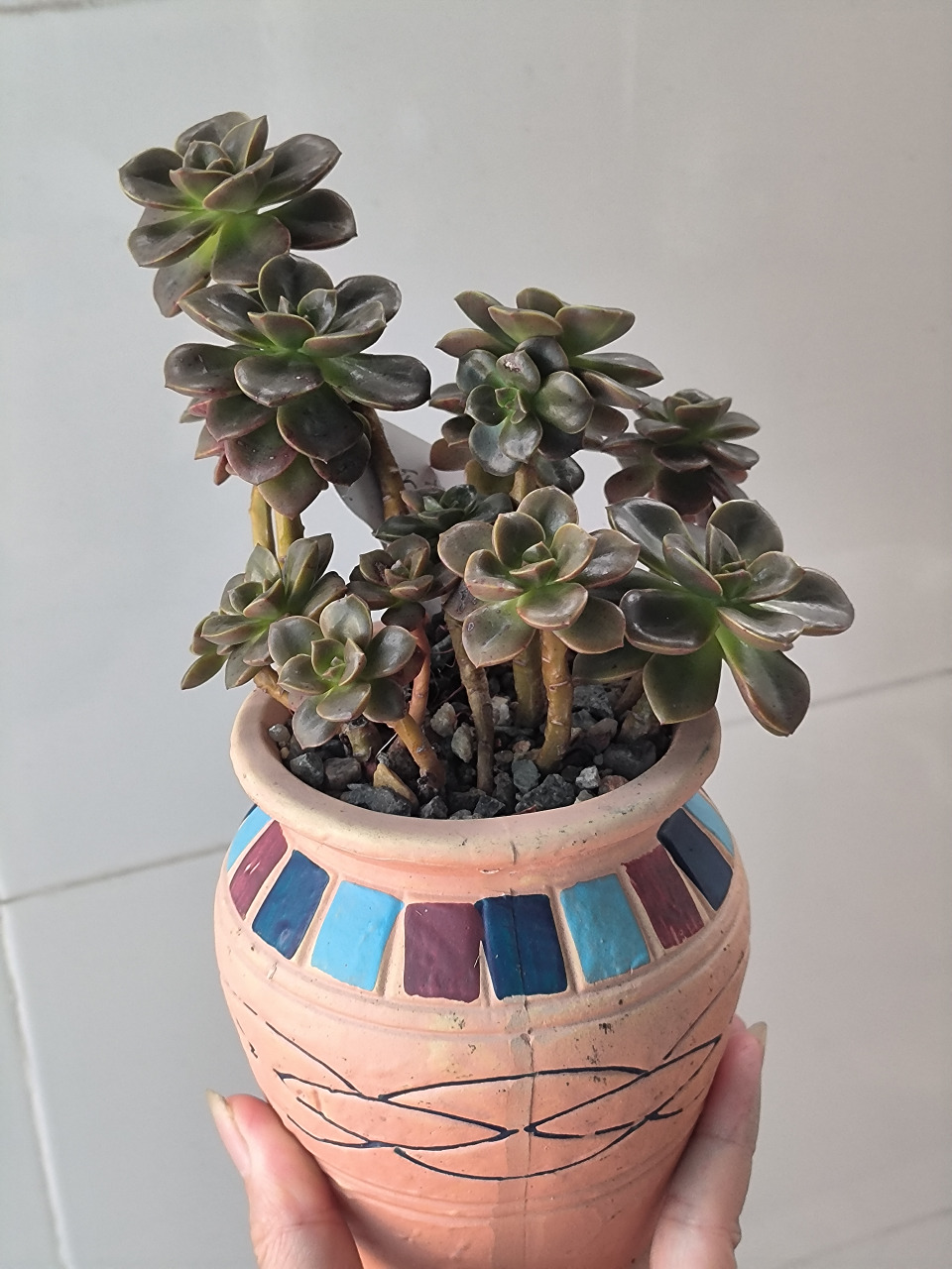 (原创作品)今天与大家分享一盆萌萌的多肉植物-巧克力,这款多肉很皮实