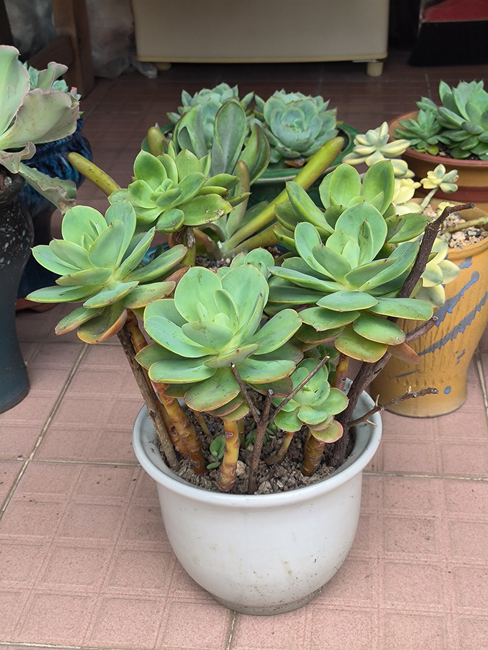 (原创)鸡蛋碧桃和乔伊拼种的多肉植物来了,都是去年度夏过来的,2个品