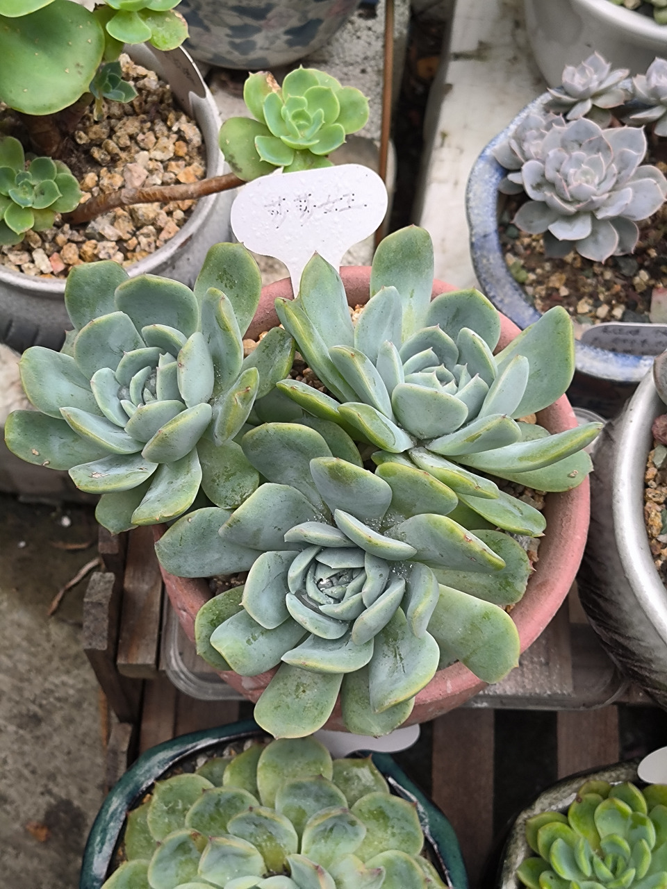 (原创作品)皮实的多肉植物-莎莎女王,这棵多肉是从去年度夏成功浴火
