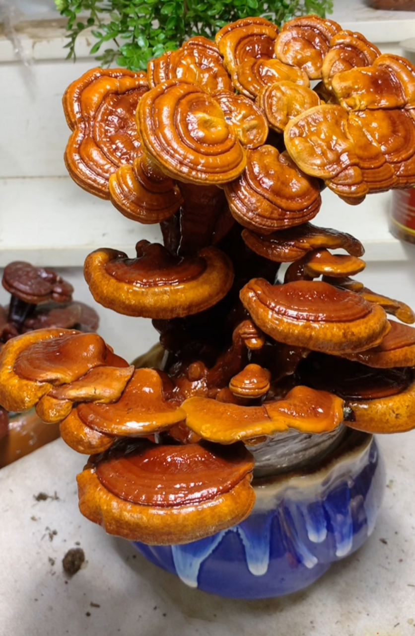 (原创)与友友们分享两盆漂亮的灵芝,大家说说哪一盆好看呢?