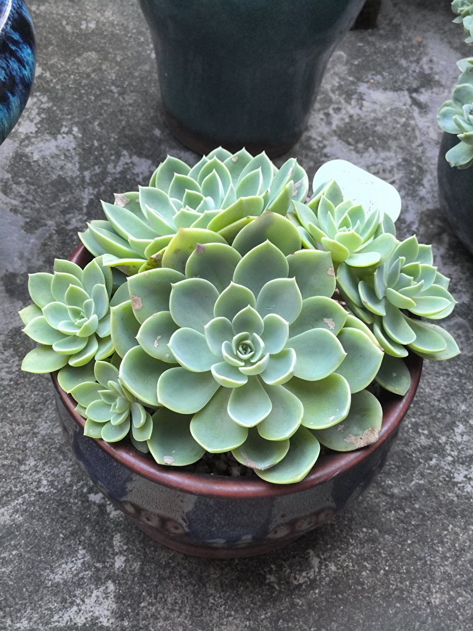 (原创作品)我的多肉植物----三色堇,现在爆满盆了,这是咋养的呀