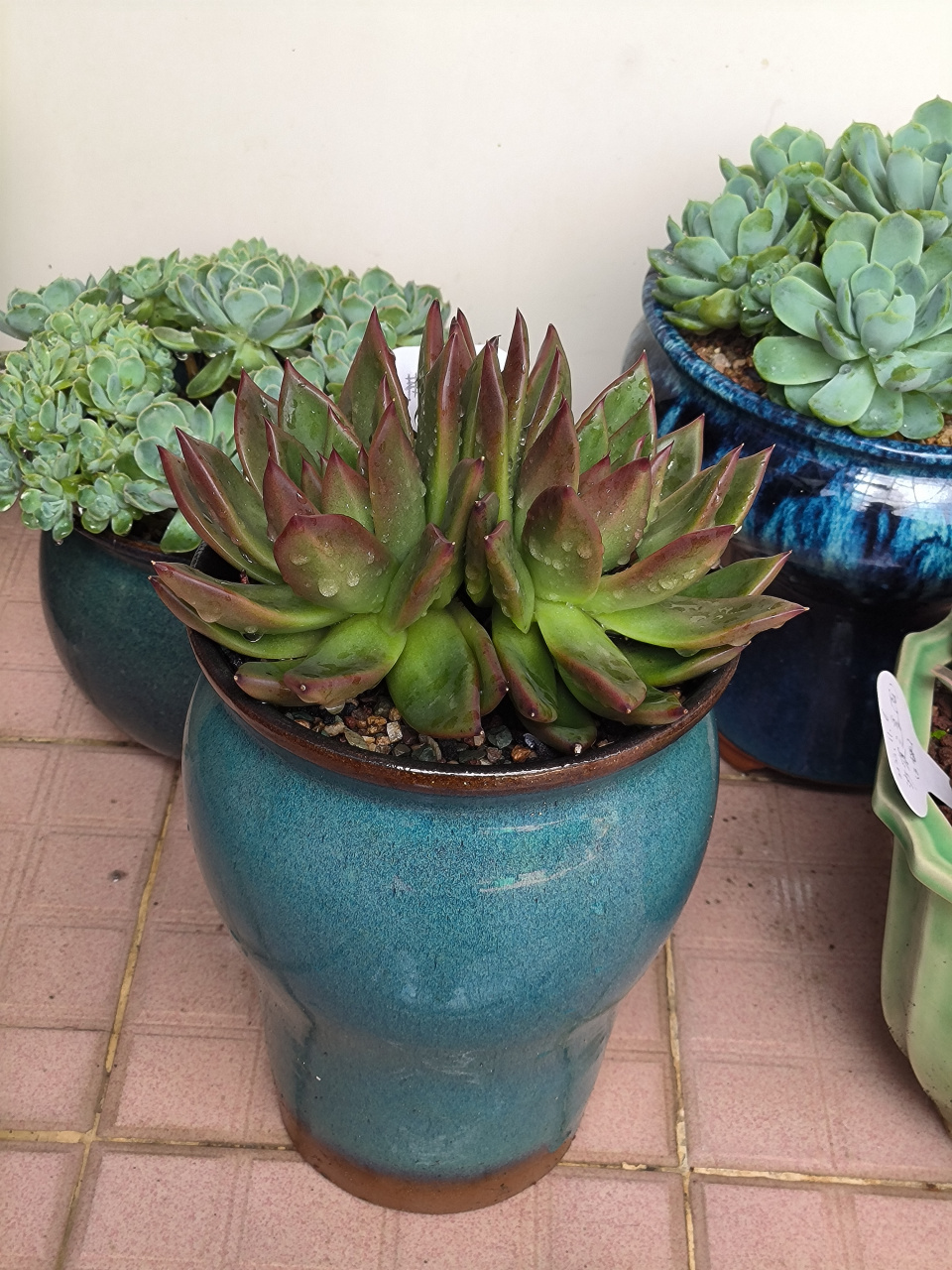 (原创作品)双头多肉植物弗兰克,像一对相依相靠的恋人,这形状简直太