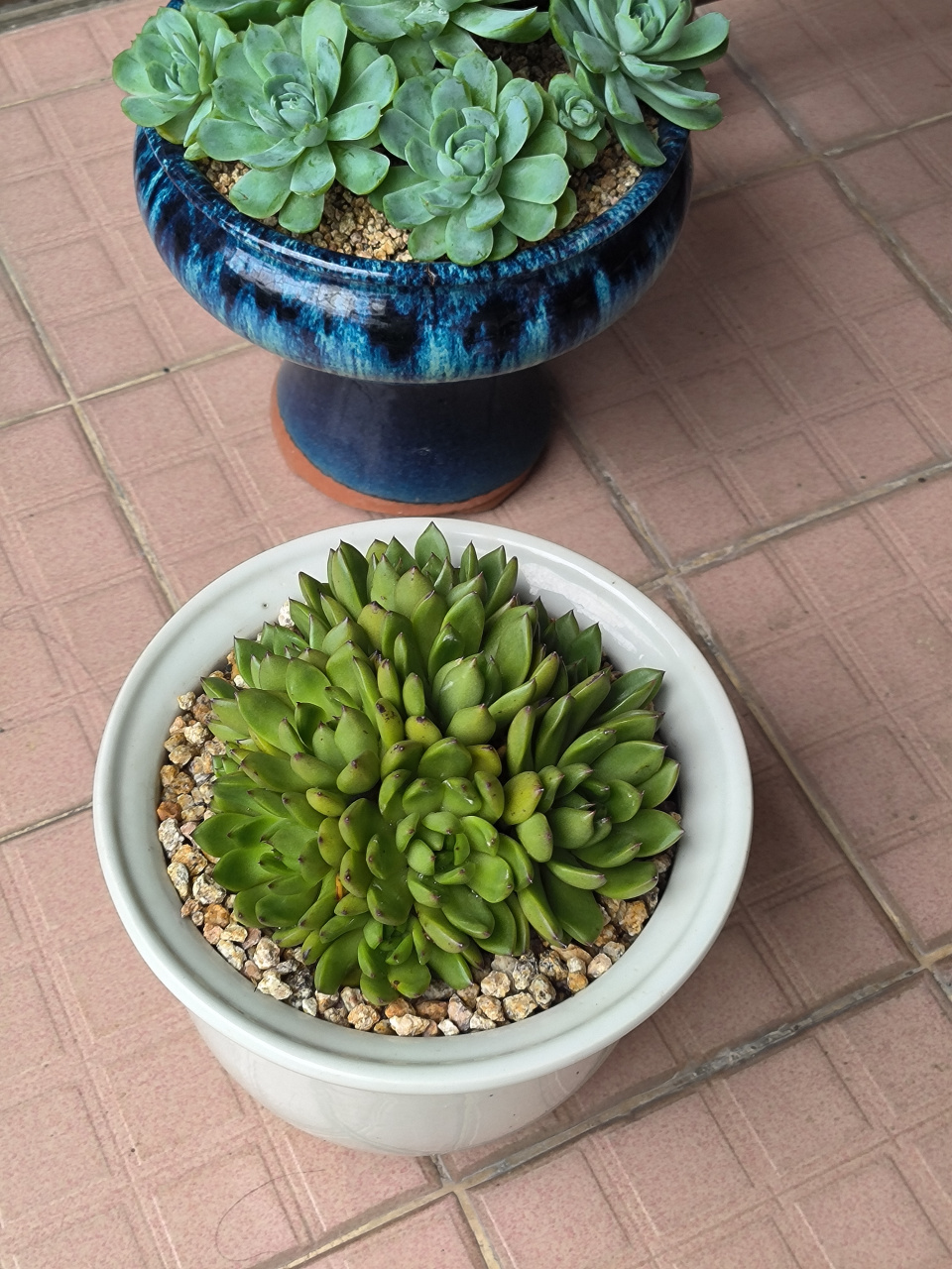 (原创)分享多肉植物----野马东云,下了几天雨后的野马东云绿绿的,暂时