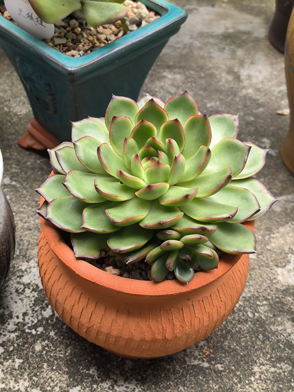(原创作品)分享多肉植物----保利安娜,保利安娜每一片叶子带有红边,看