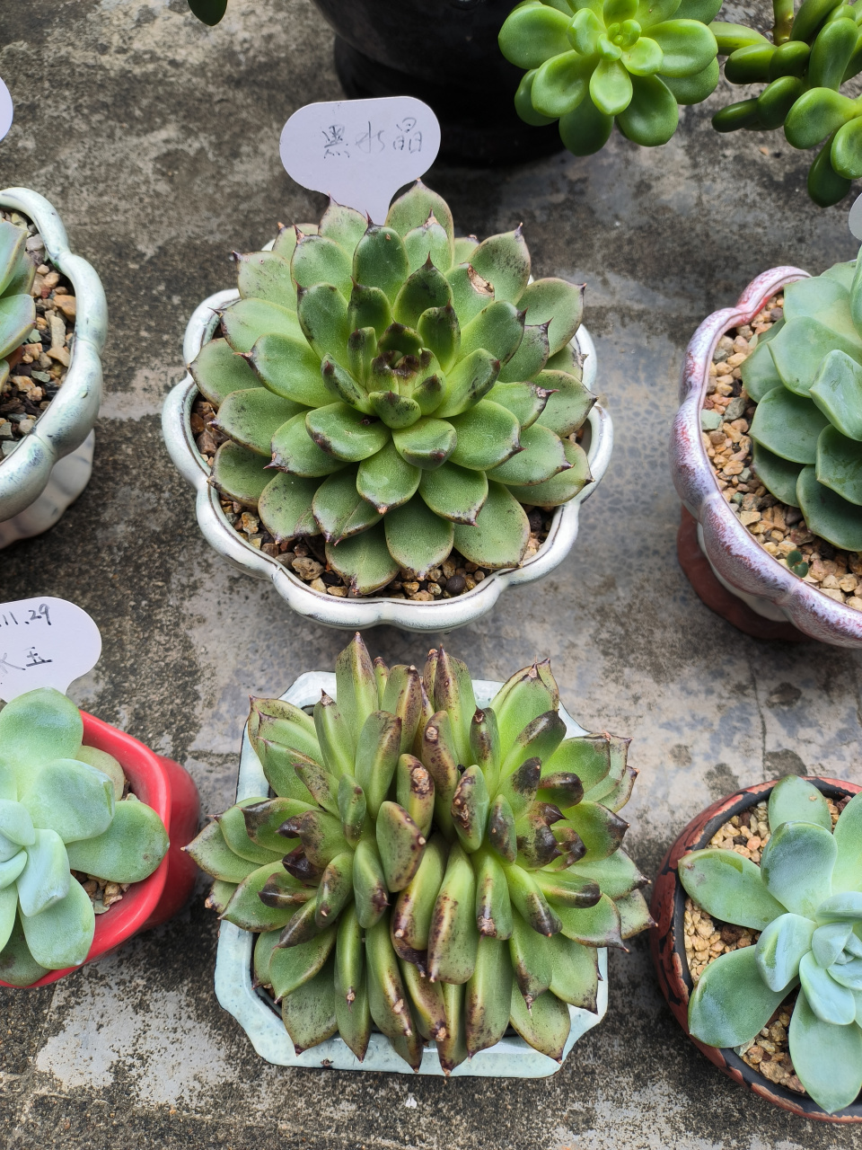(原创作品)分享莲花座多肉植物---黑水晶,喜欢就买买买[嘻嘻]