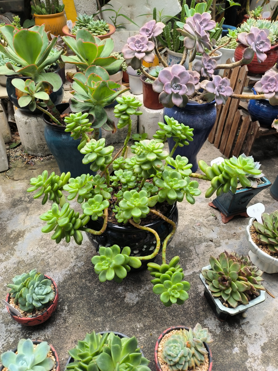 长的很好看,带有一股清香的多肉----香格里拉,南方的朋友们,大家有种