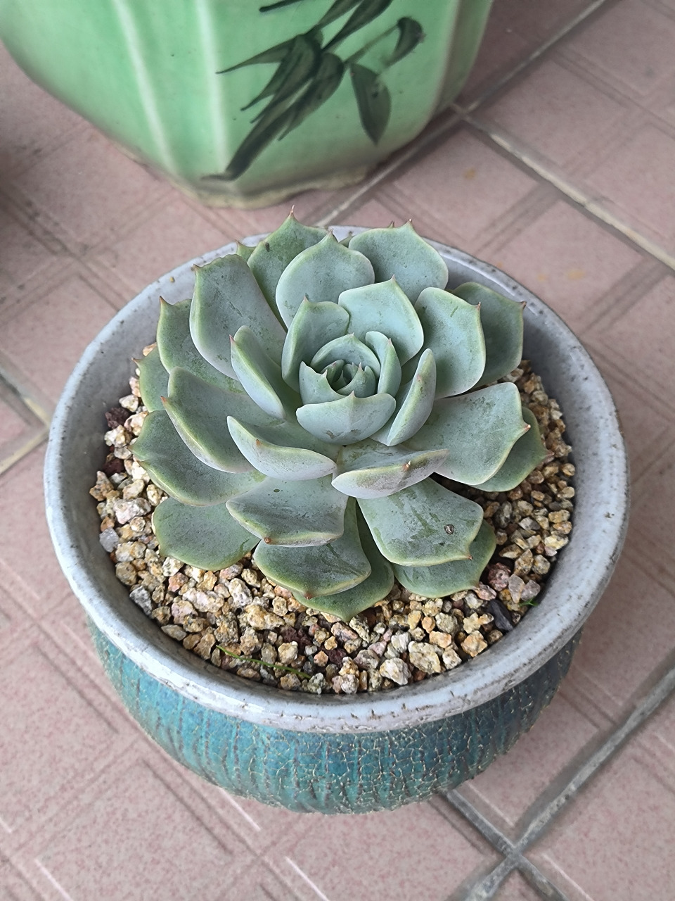 (原创作品)今天来给大家分享一盆莲花座多肉植物,看上去很像莲花,比较