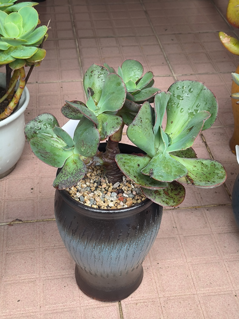 (原创)被太阳晒得满身锈斑的初吻多肉好丑好丑的,这几天被雨淋得变绿