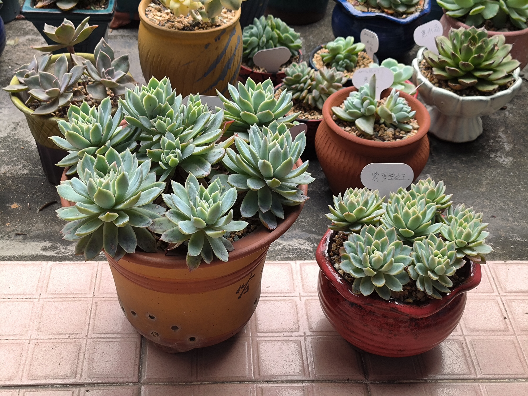 (原创作品)一下子养了两盆紫罗兰女王,本来养大小各一盆做对比,结果