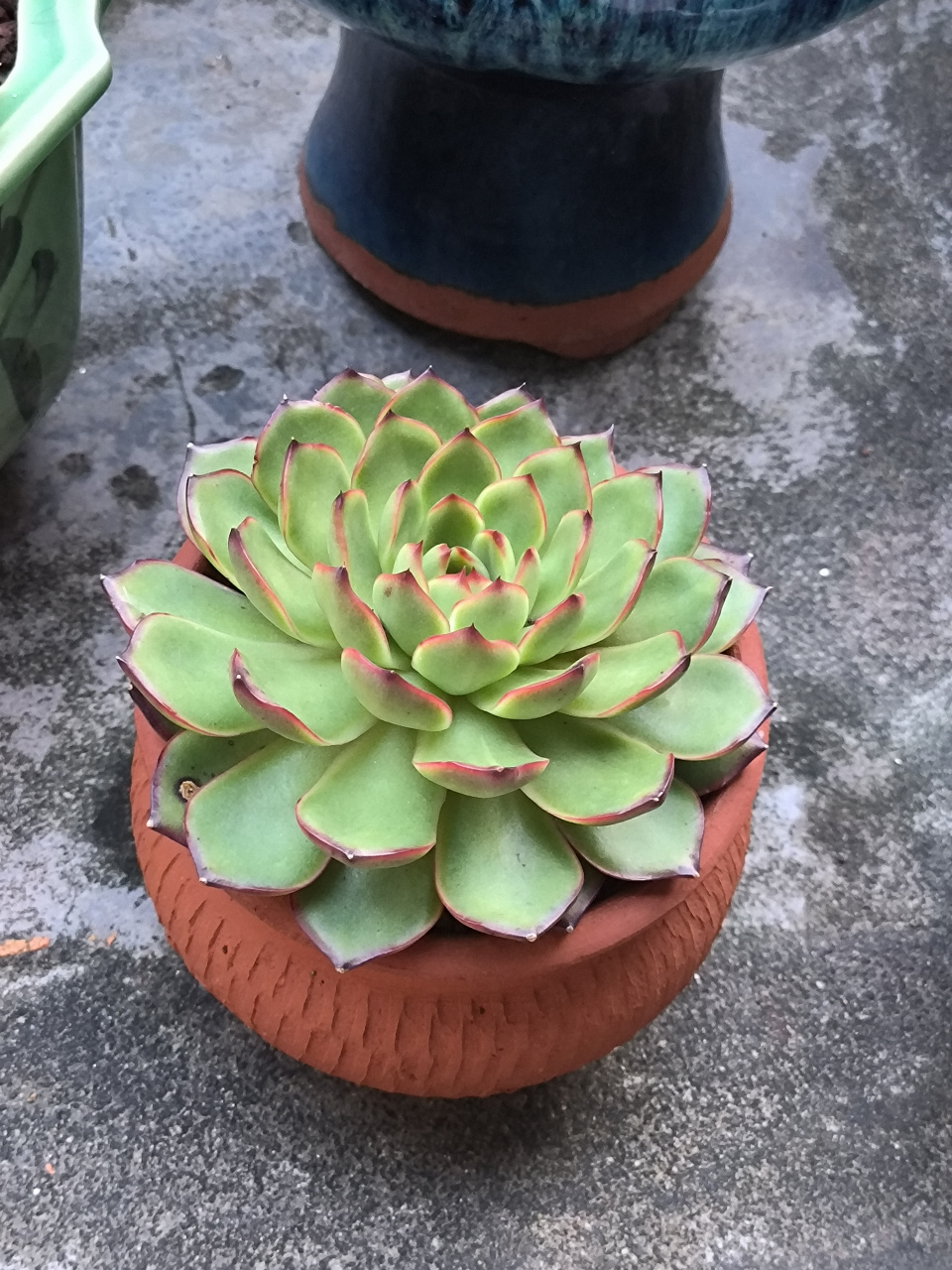 (原创作品)分享多肉植物----保利安娜,保利安娜每一片叶子带有红边,看