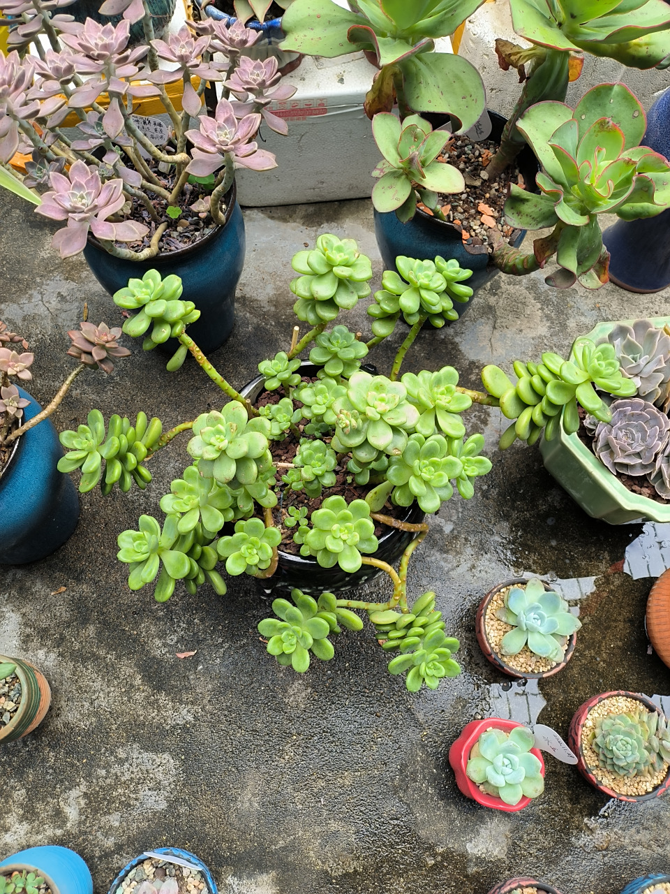 长的很好看,带有一股清香的多肉----香格里拉,南方的朋友们,大家有种