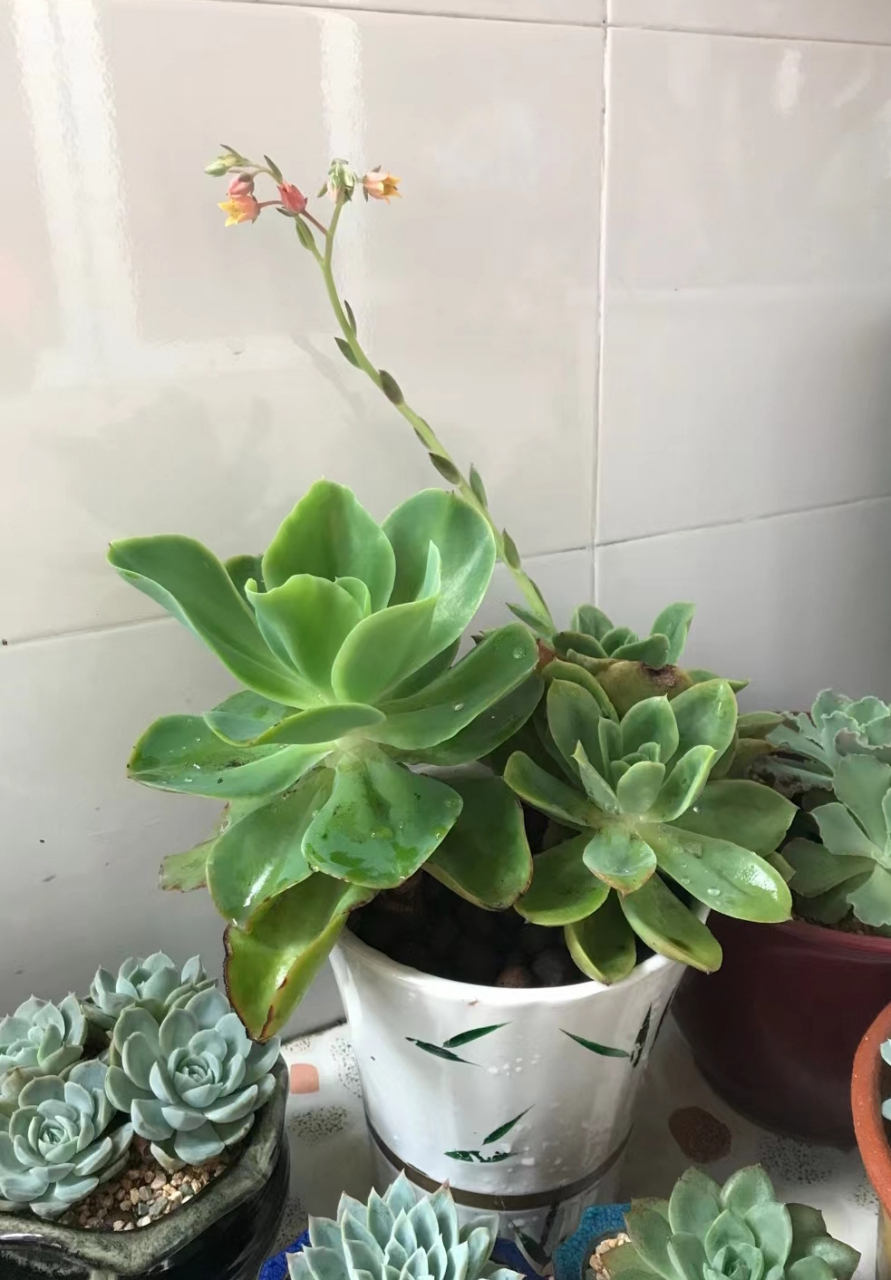 不一样的一种花[嘻嘻]