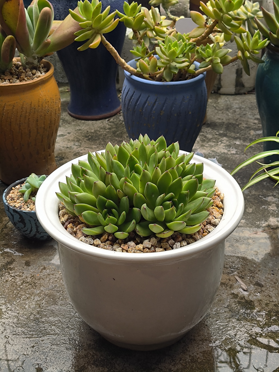 (原创)分享多肉植物----野马东云,下了几天雨后的野马东云绿绿的,暂时