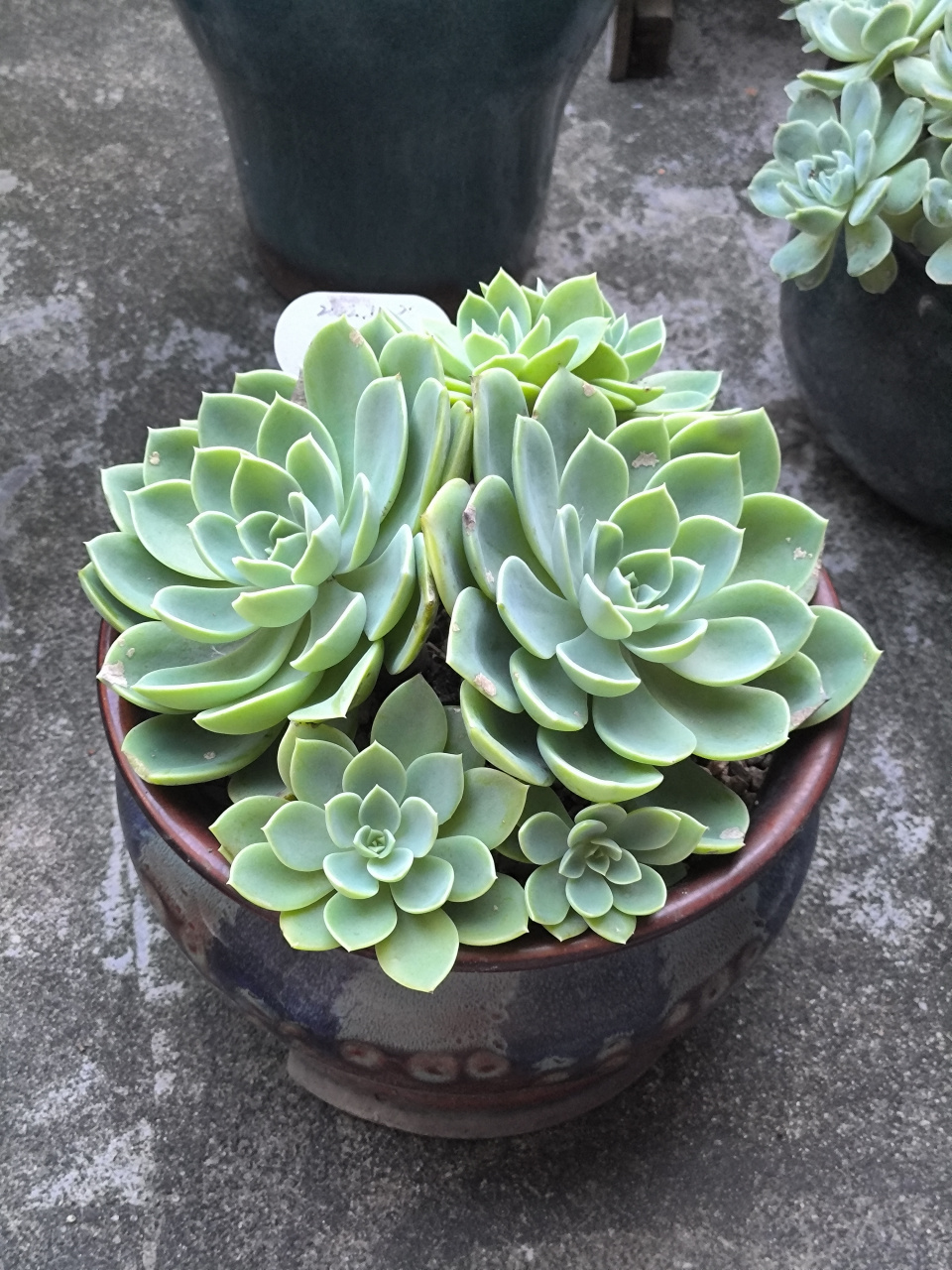 (原创作品)我的多肉植物----三色堇,现在爆满盆了,这是咋养的呀