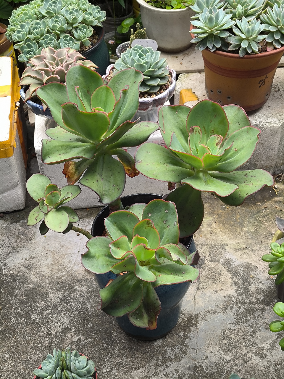 (原创作品)这个芭比娃娃多肉,凭你怎么养都是大绿菜呀,难道这个品种不