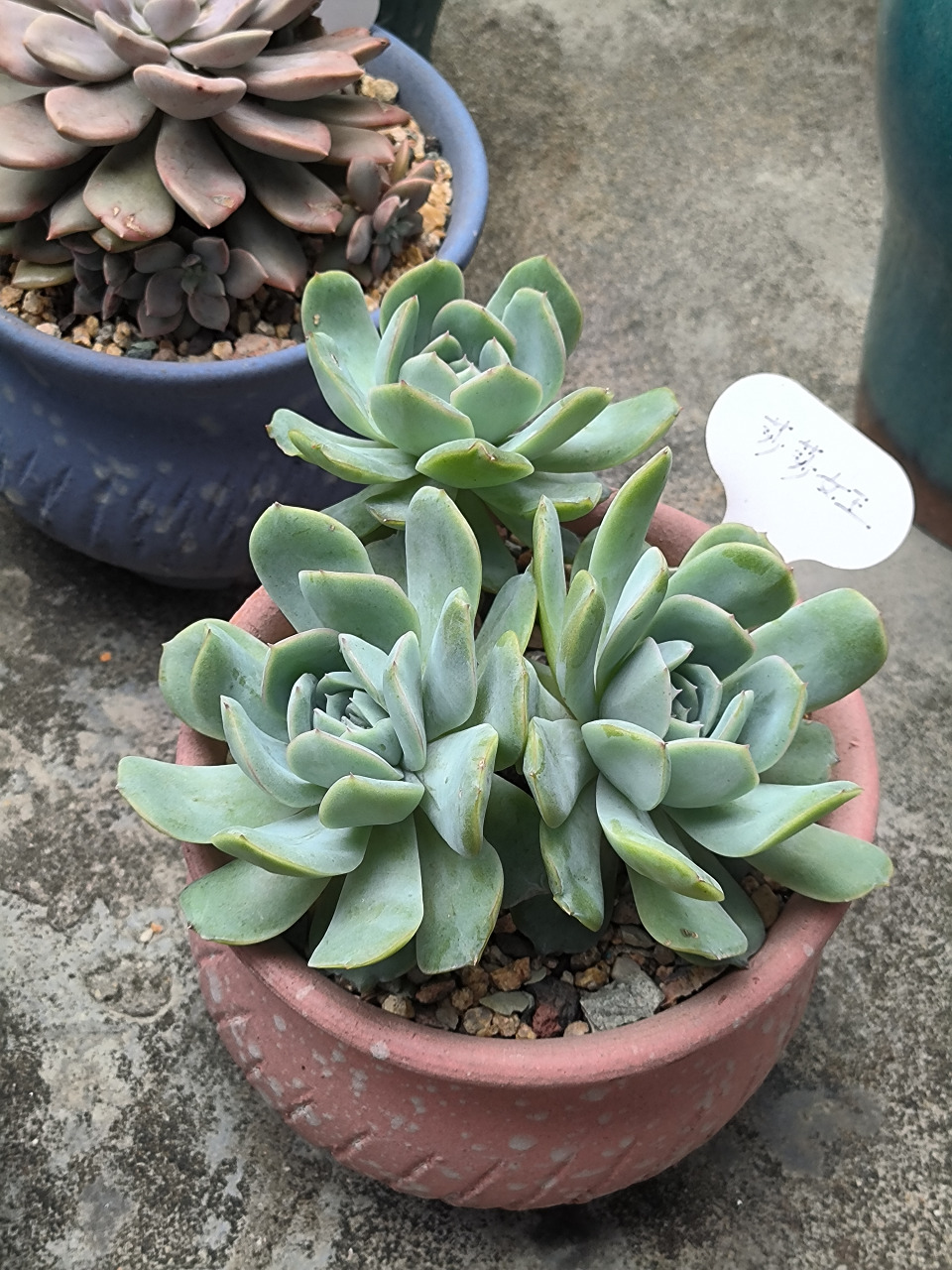 (原创作品)皮实的多肉植物-莎莎女王,这棵多肉是从去年度夏成功浴火