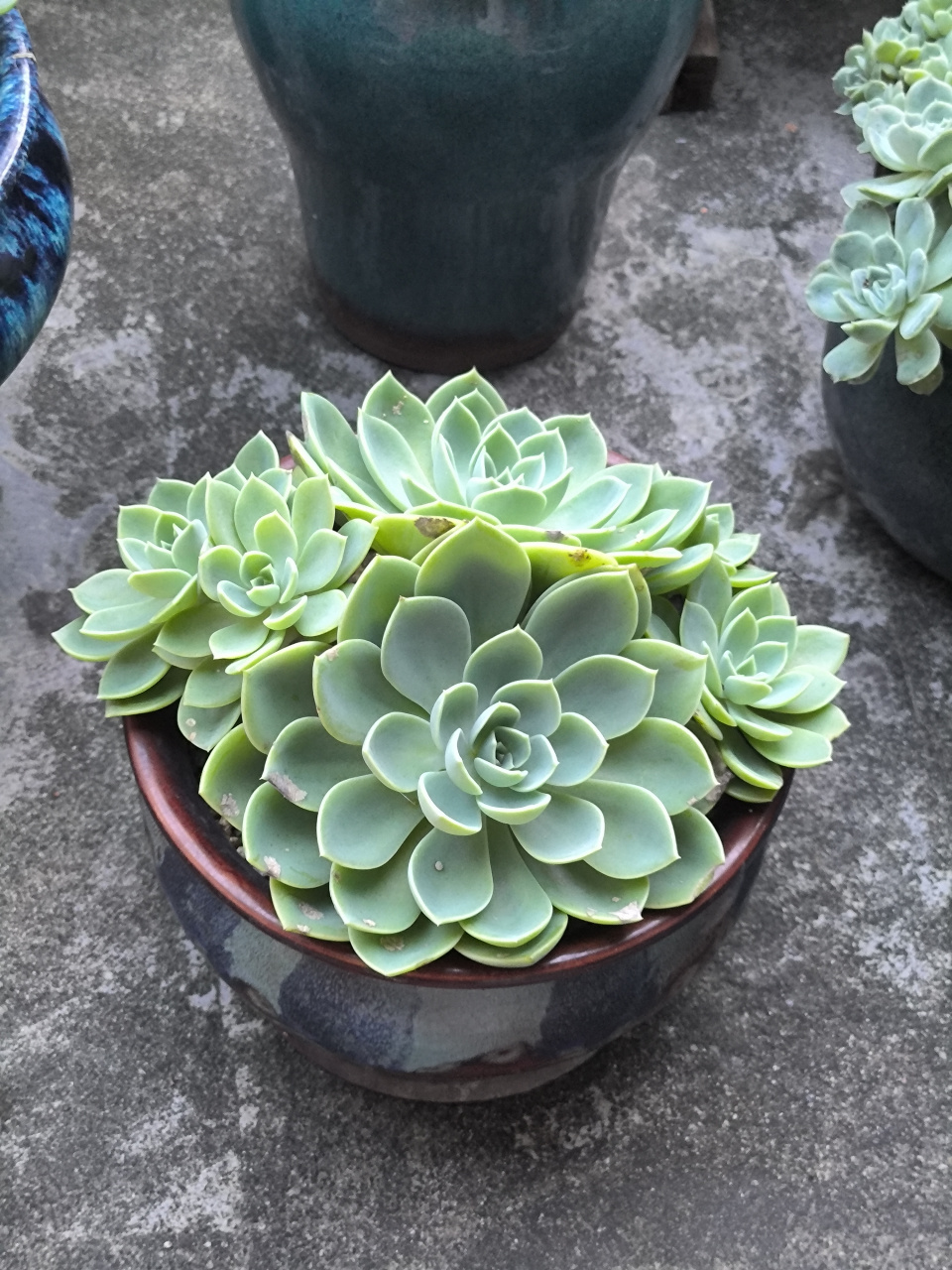 (原创作品)我的多肉植物----三色堇,现在爆满盆了,这是咋养的呀