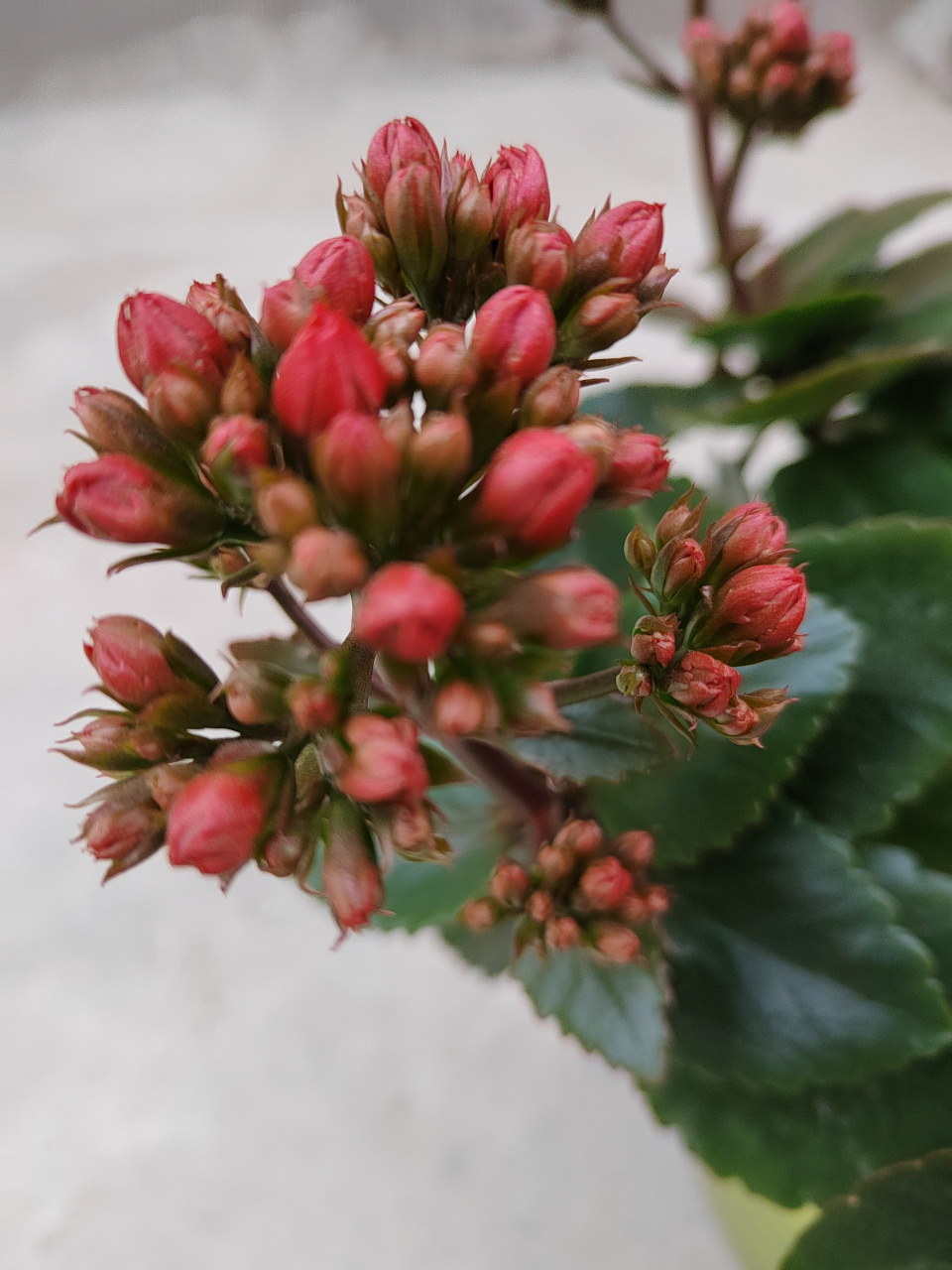 大紅袍如約而至!靜待花開[饞嘴]