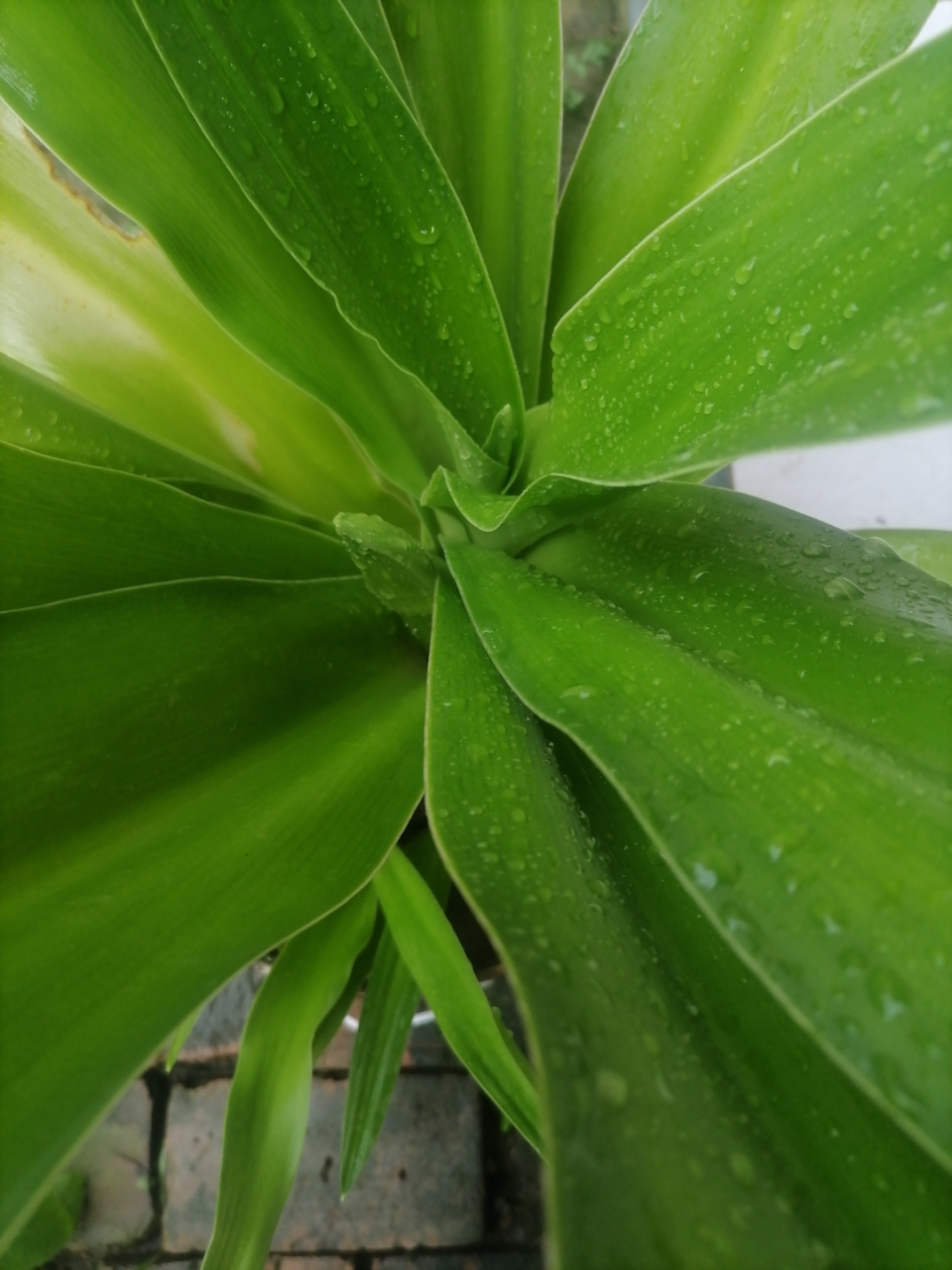 勤为日月岁生辉,谦和有贵助精神,鸿蒙紫气爱中来,福源常流宽心门;禅功