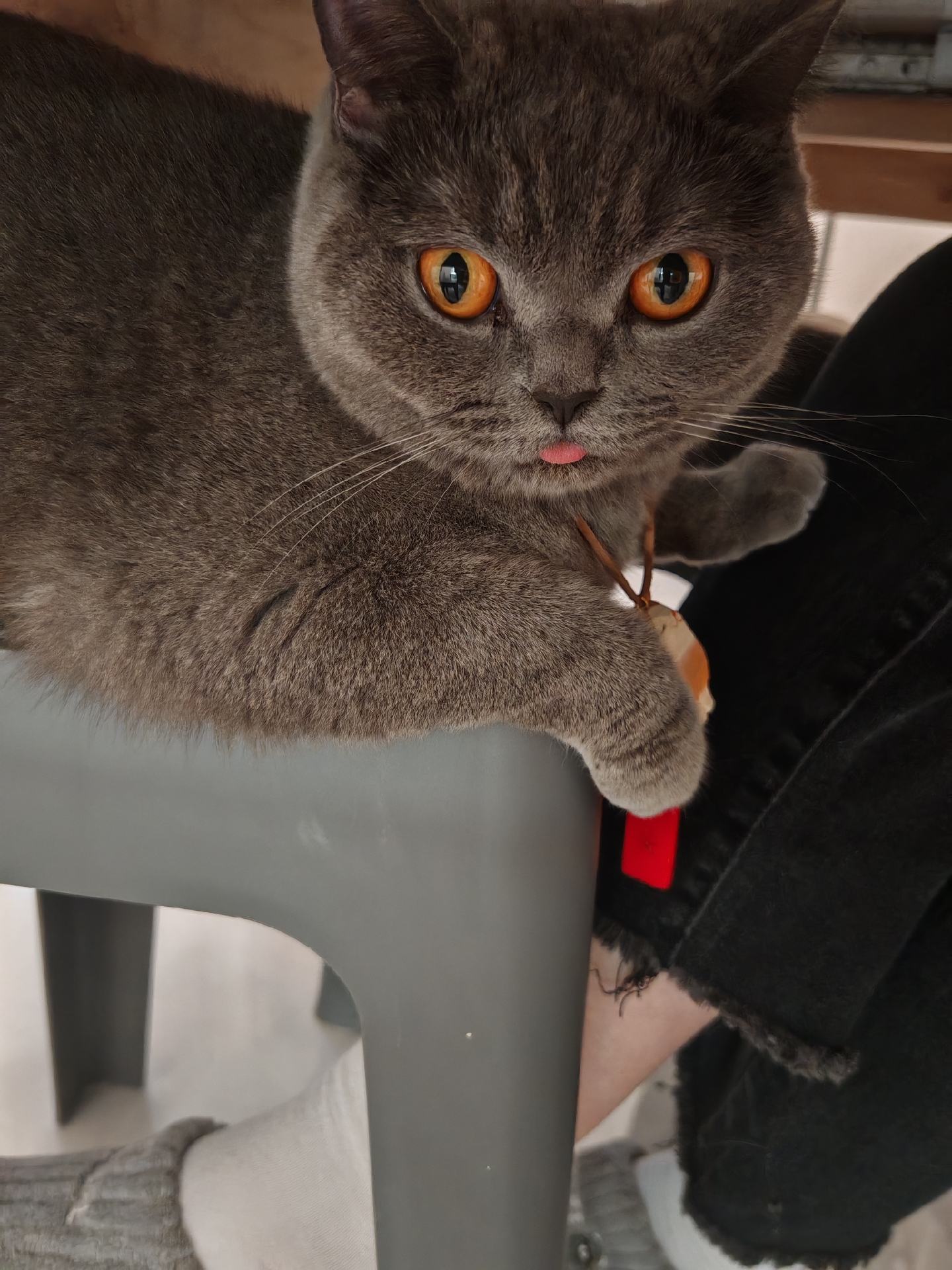 这猫是不是成精了,坐没坐相的,还带着个项链,真是的!