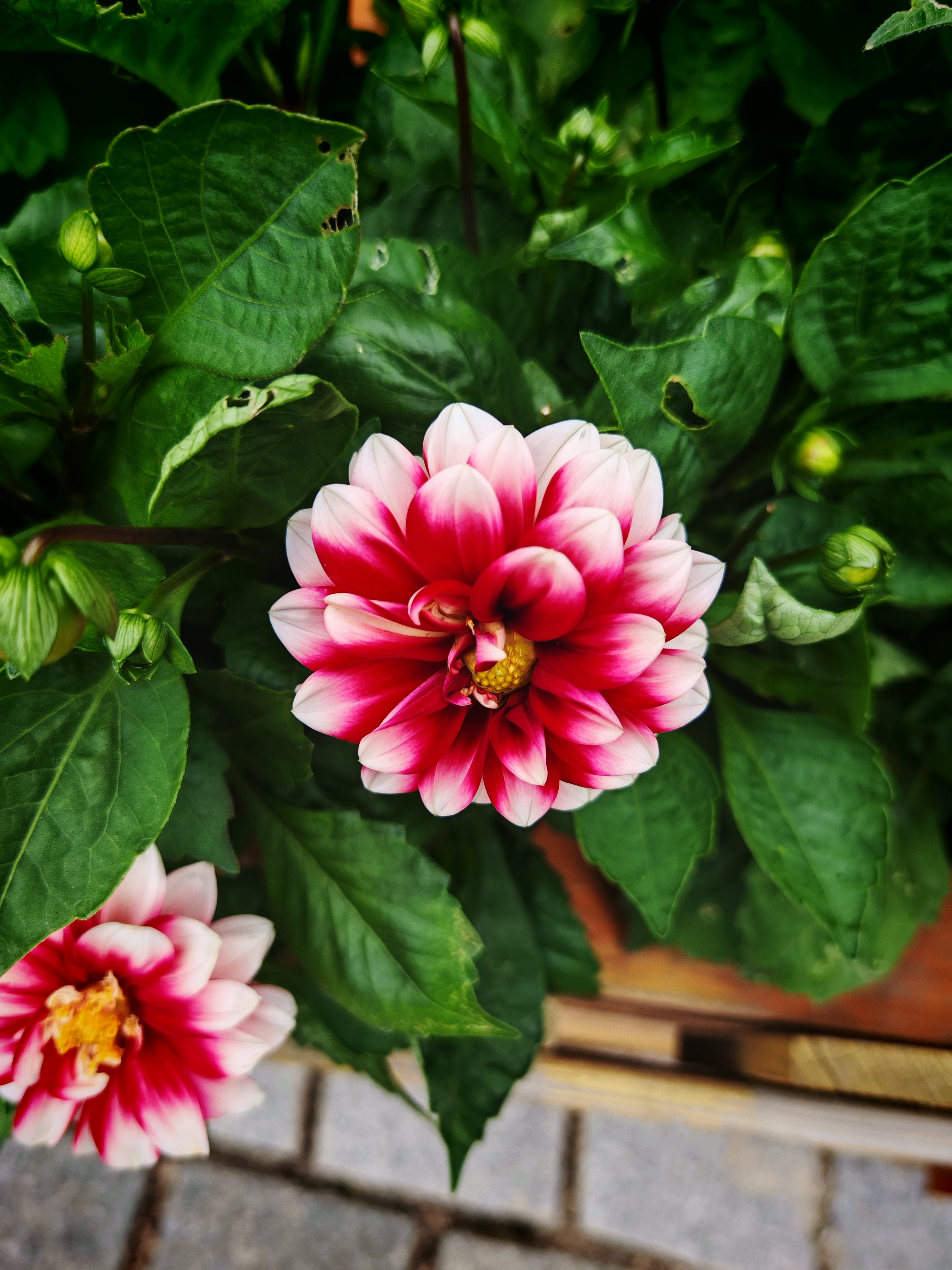 千姿百态 五颜六色 娇羞如少女 沉稳大气似御姐 文雅端庄似贵妇!