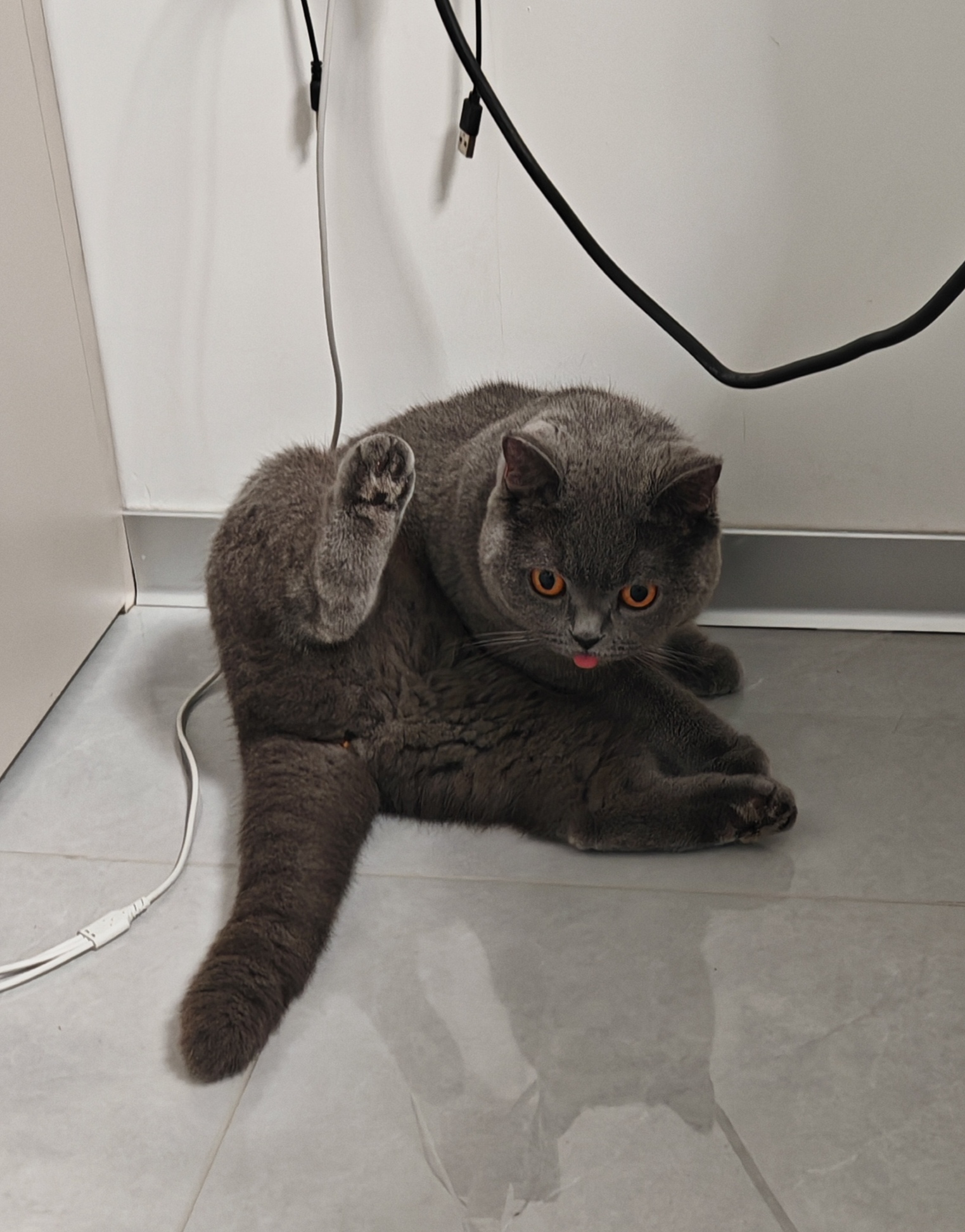 喵~ 这只英国短毛猫真是太可爱啦!