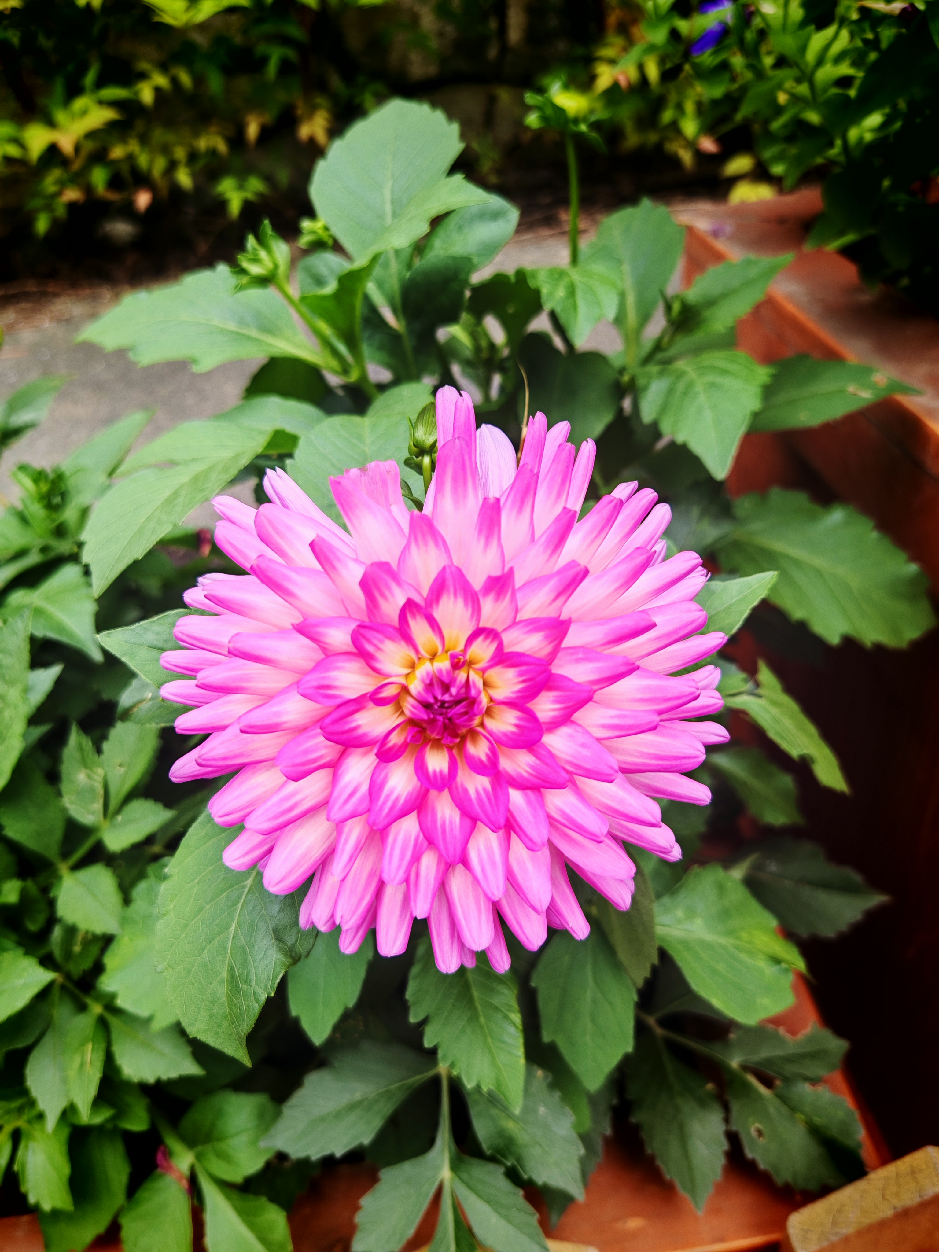 千姿百态 五颜六色 娇羞如少女 沉稳大气似御姐 文雅端庄似贵妇!