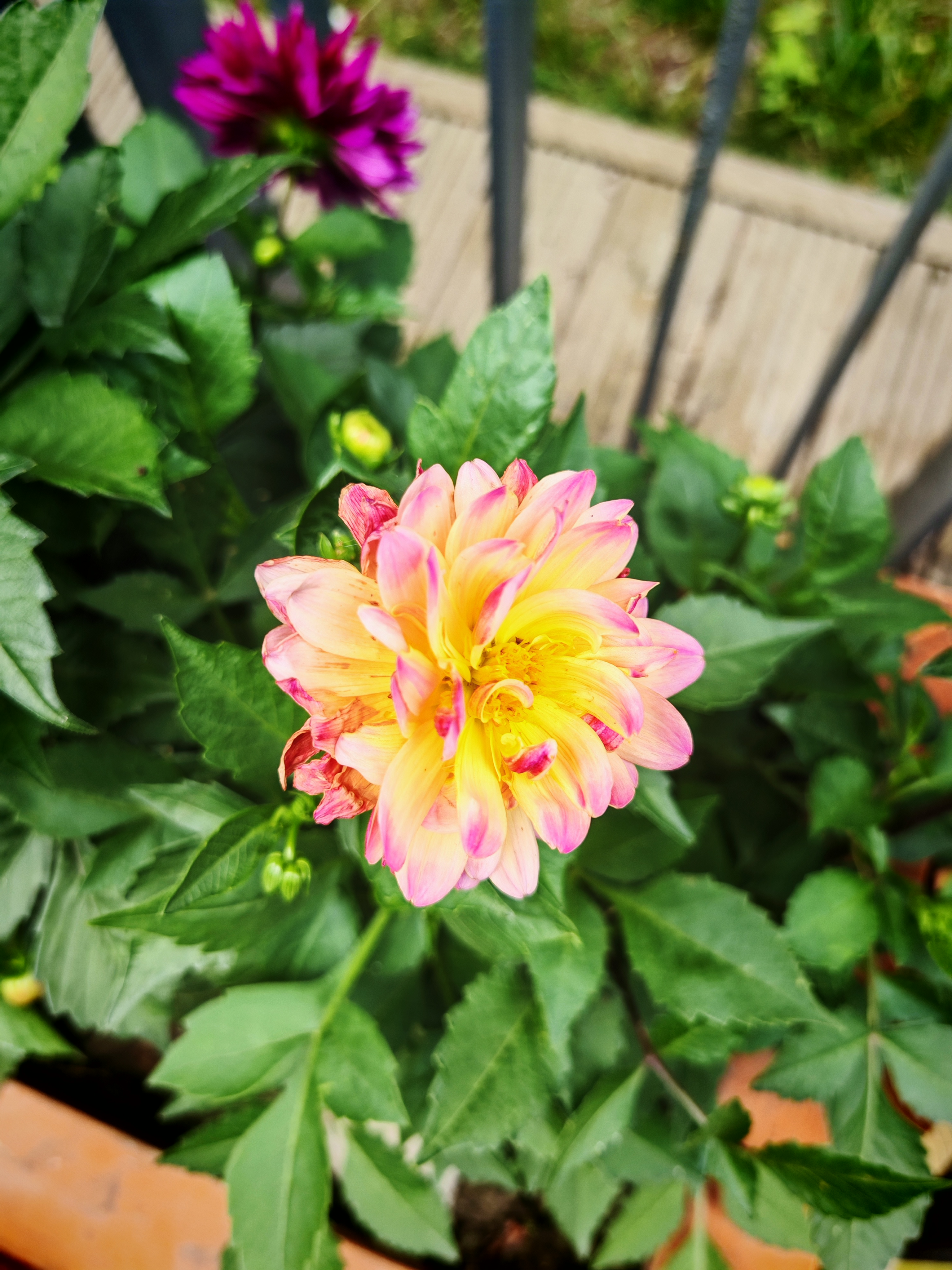 千姿百态 五颜六色 娇羞如少女 沉稳大气似御姐 文雅端庄似贵妇!