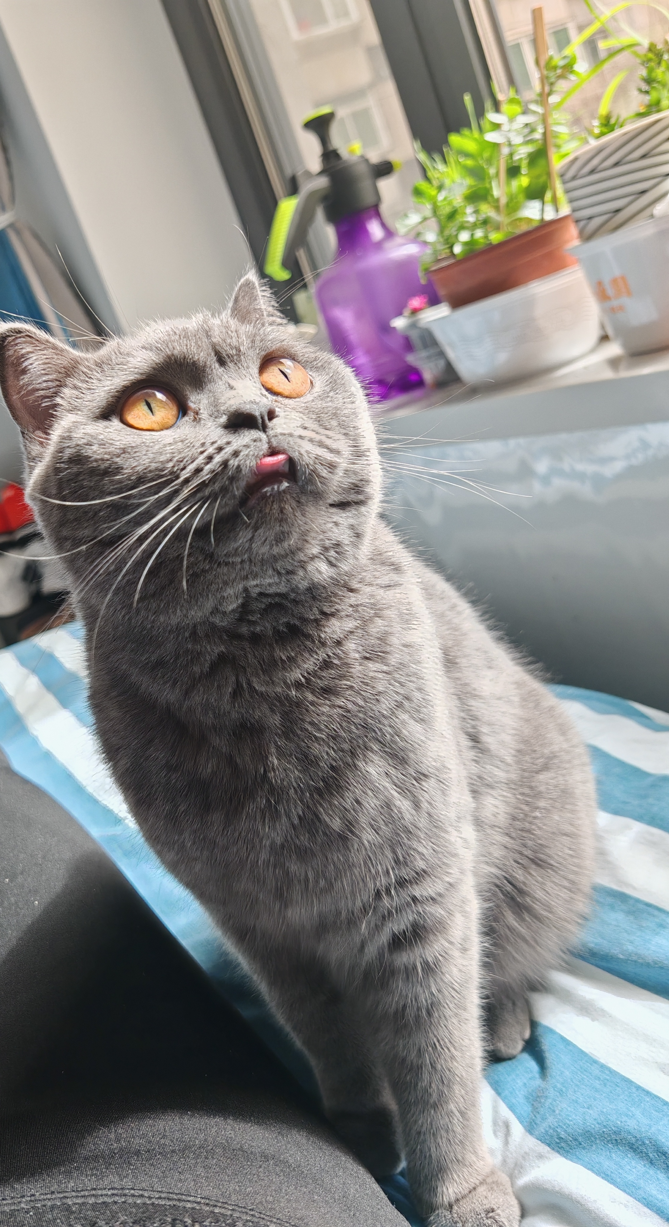 喵~ 看这只英国短毛猫,坐在蓝白条纹布上,是不是超级可爱?