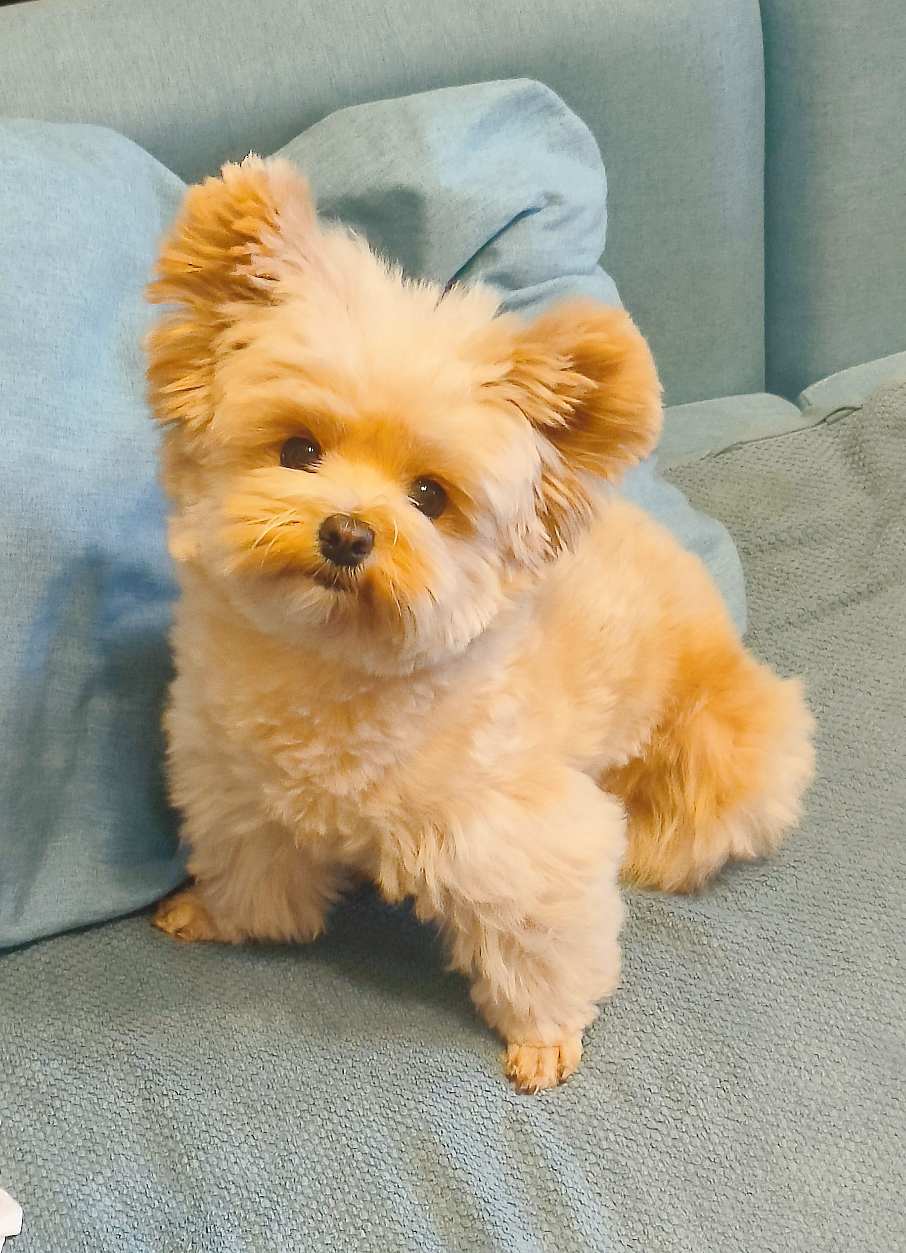 恭喜,妹妹,立耳泰迪,4岁了