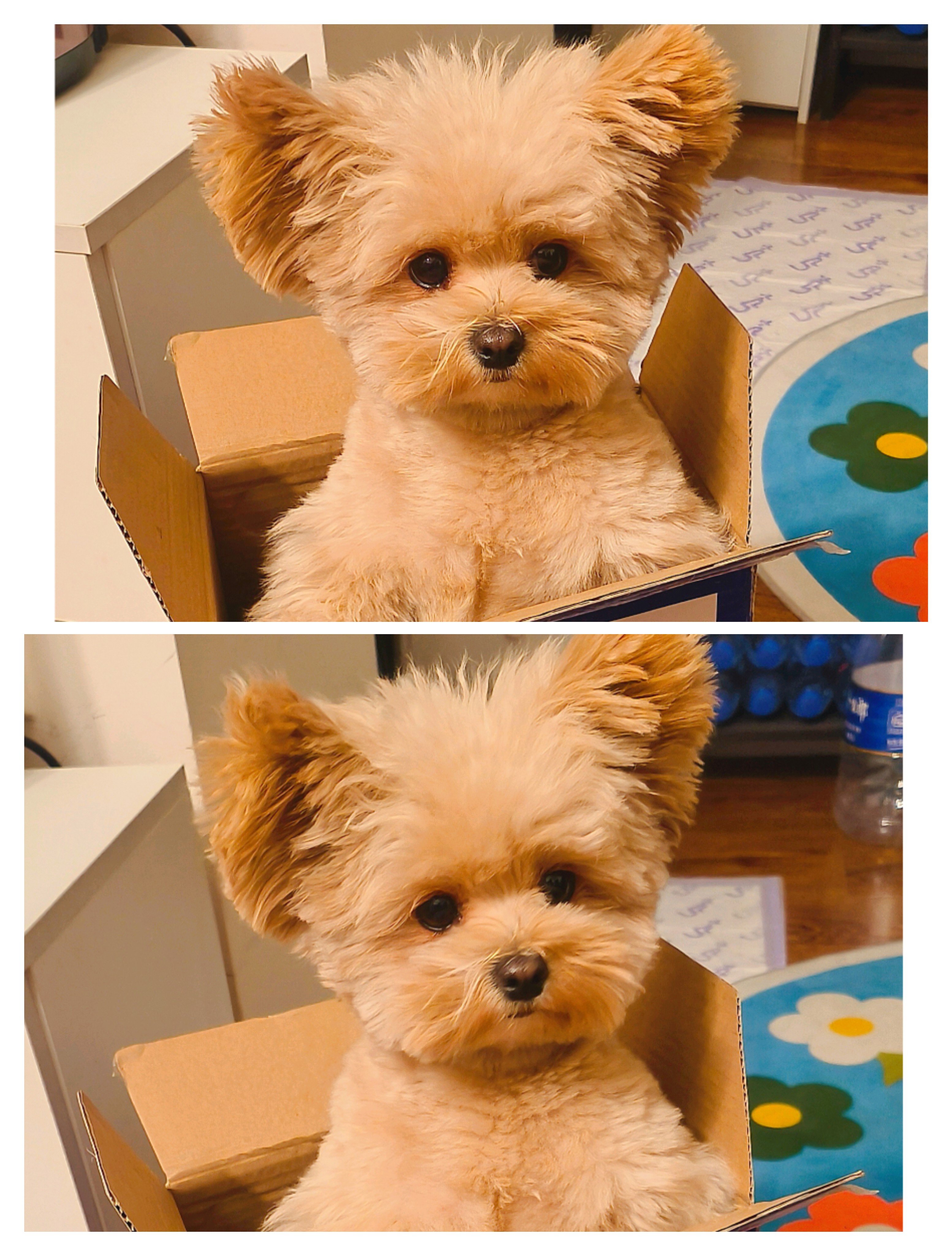 恭喜,妹妹,立耳泰迪,4岁了