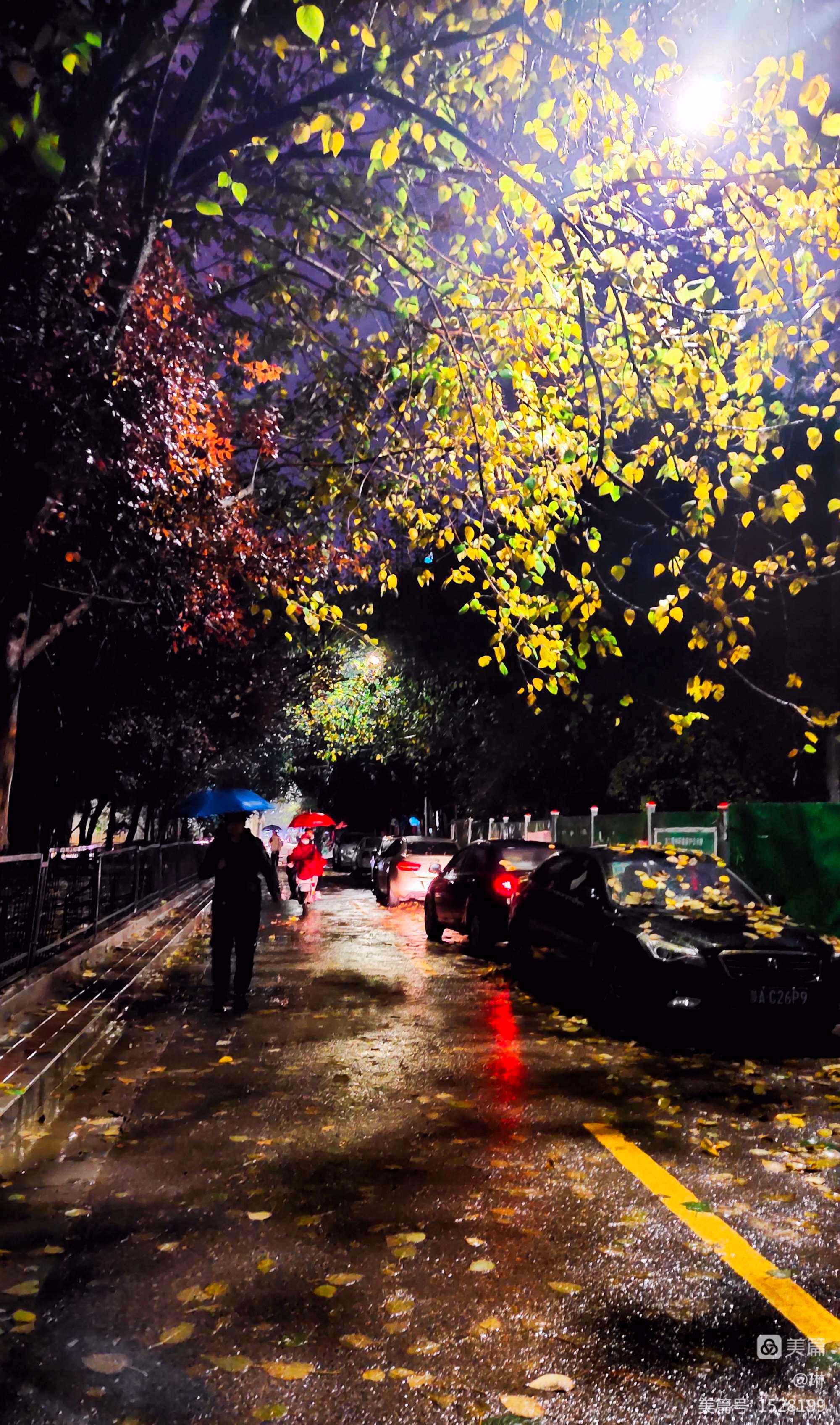 树叶悉悉索索地摇动,雨点漫无目的地滴落.