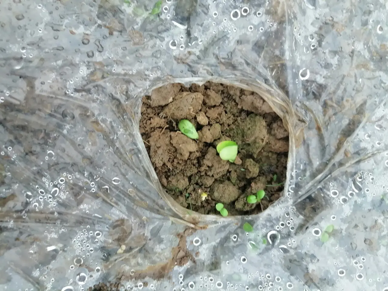 草种子出芽图片珊瑚豆种子发芽过程图汉斯沙拉菜刚出芽的样子冰淇淋