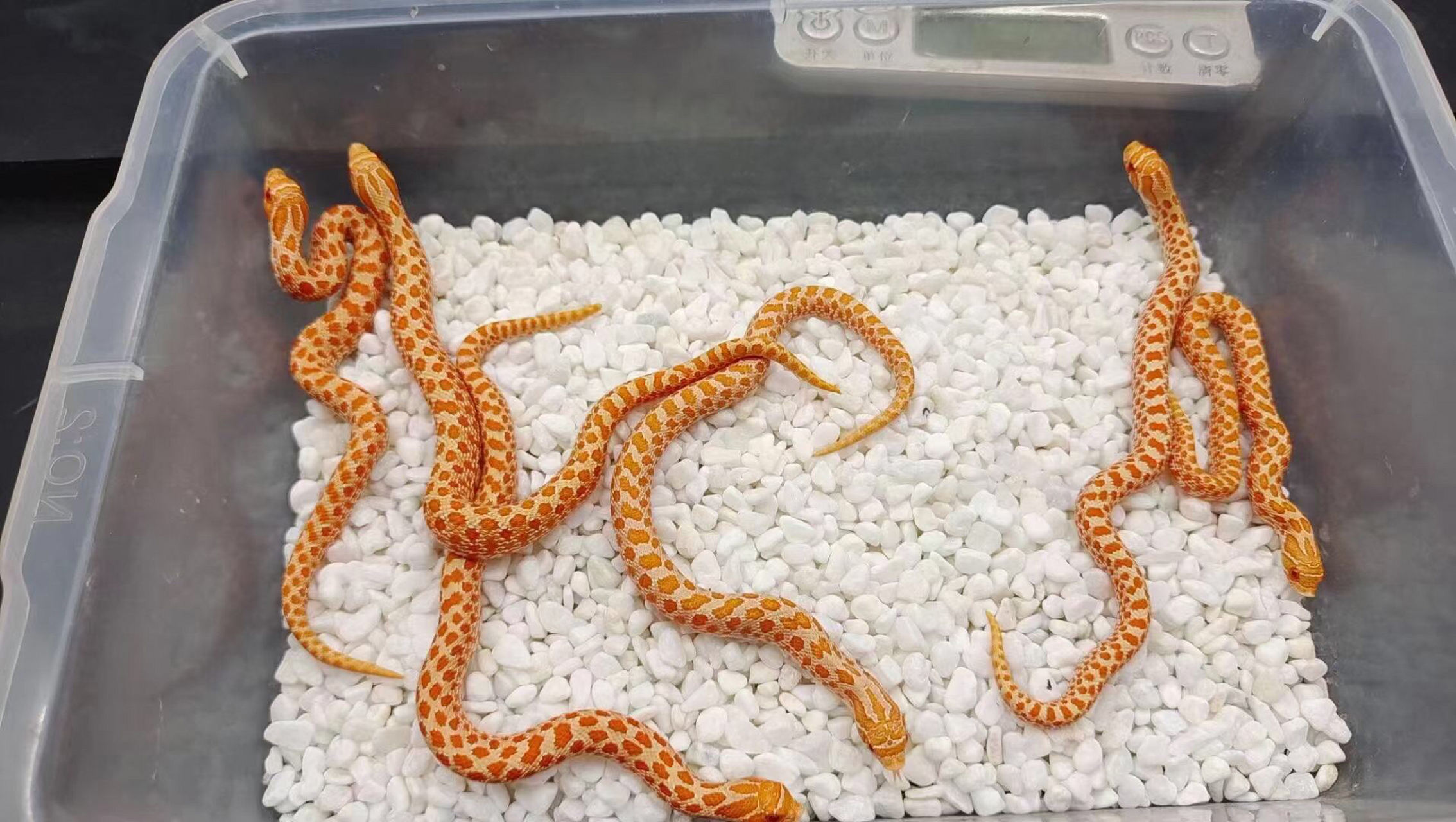 白化猪 .新货 8公3母 单公1000对出2400