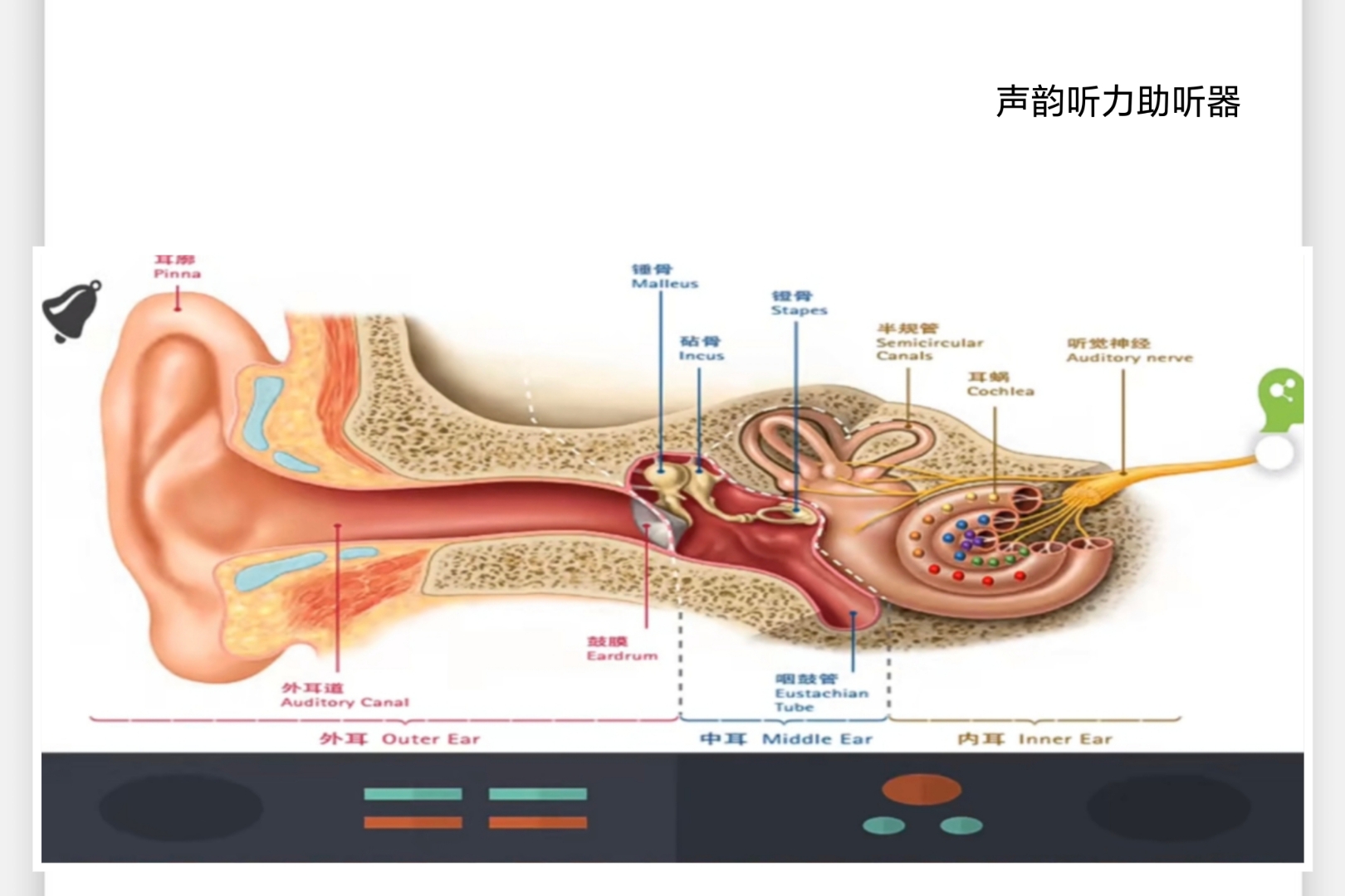 耳朵和大脑结构示意图图片