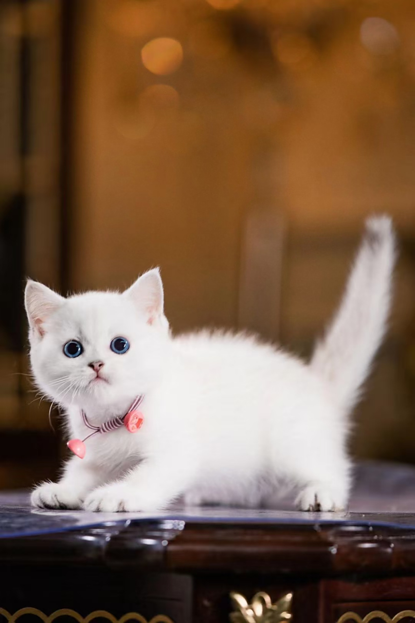 今日份可爱小白猫, 简单如一, 快乐如猫, 我在其中, 恬静安然.