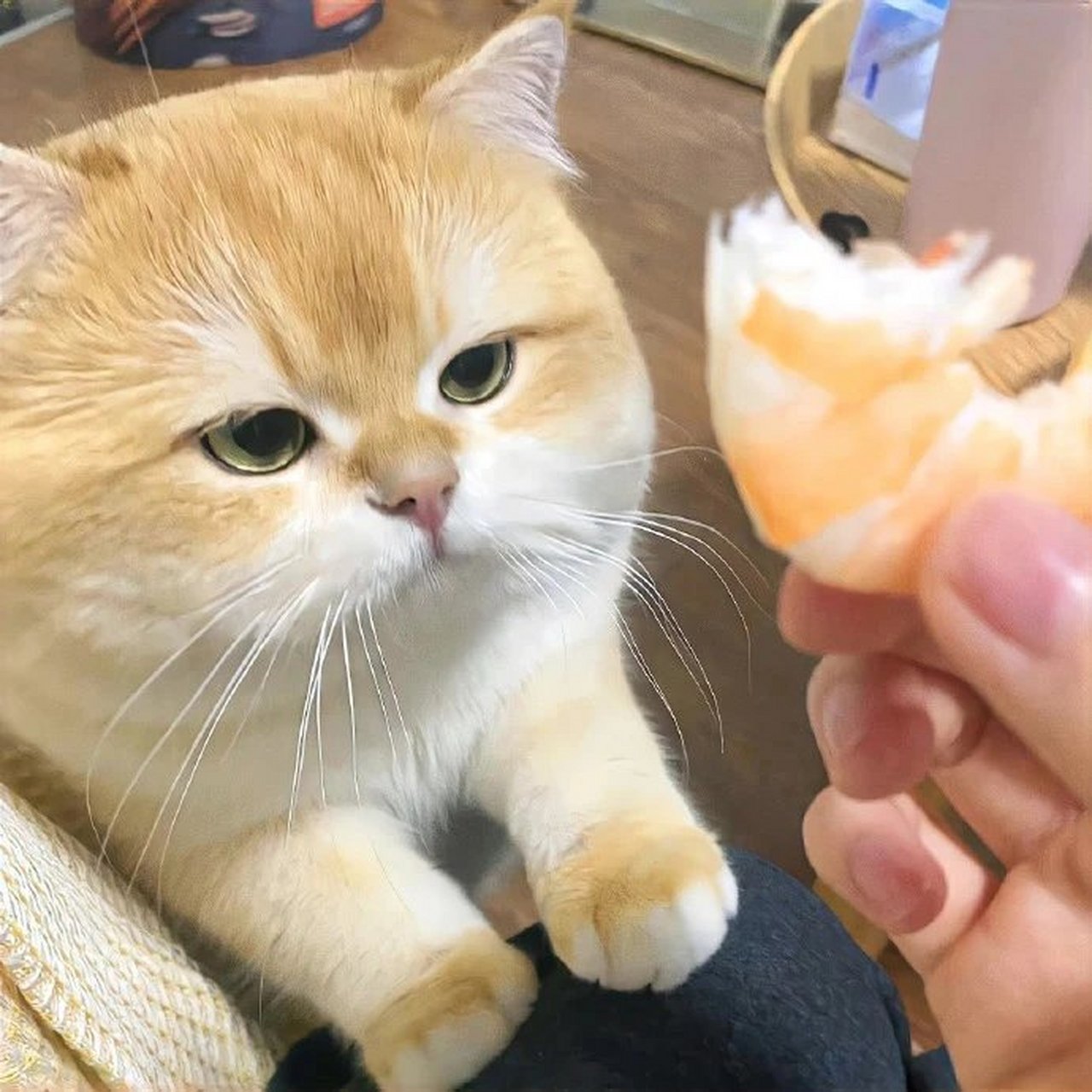 憨憨的小猫咪,个人感觉英短系铁憨憨最多.大头呆萌,像个小傻瓜.