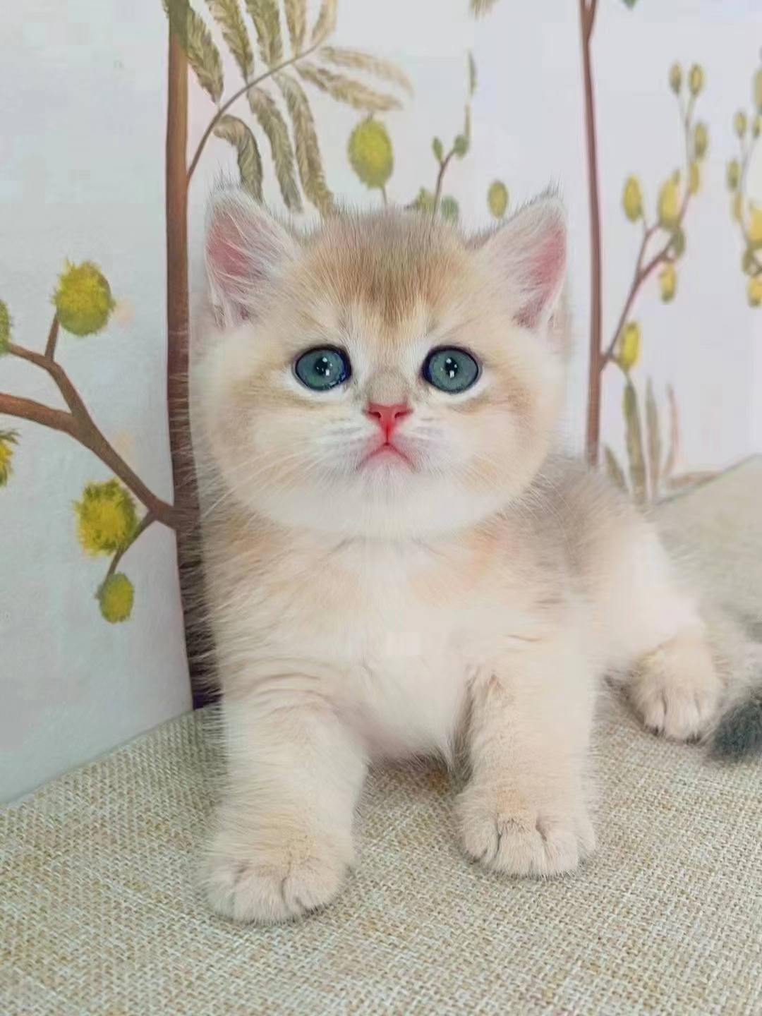 英短渐层系猫咪,色系繁多,每一只都像一幅精致的画.