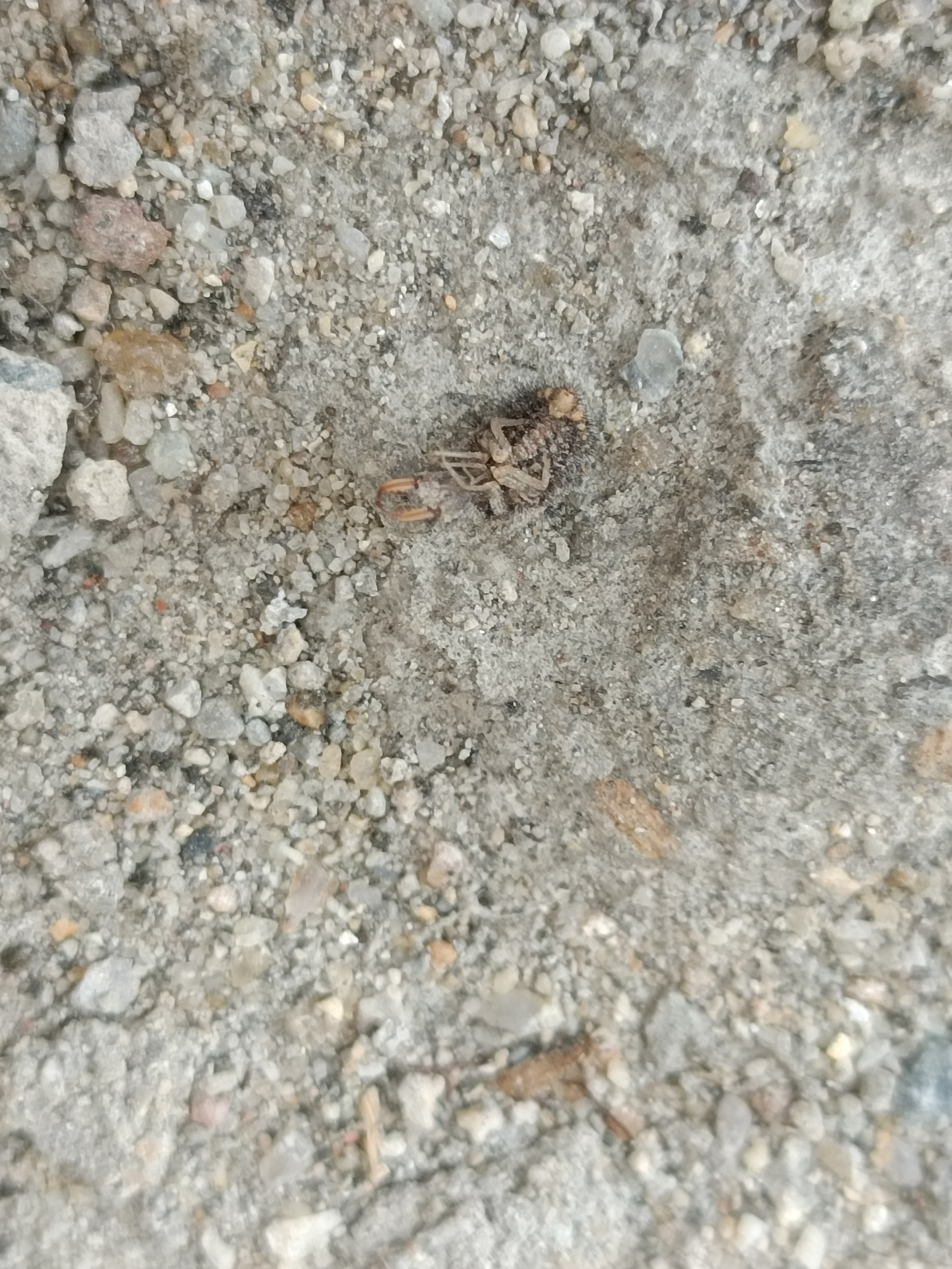 听说这种虫子可以治结石,是真的吗