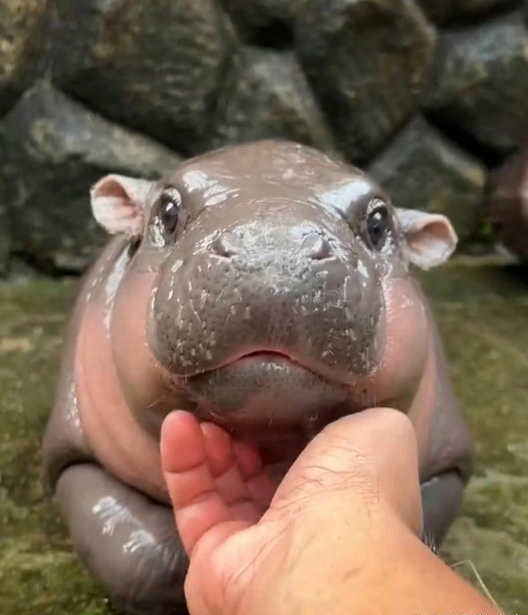 河马幼崽看着挺呆萌可爱的,皮肤也是粉粉嫩嫩的,就是长大了看着太吓人