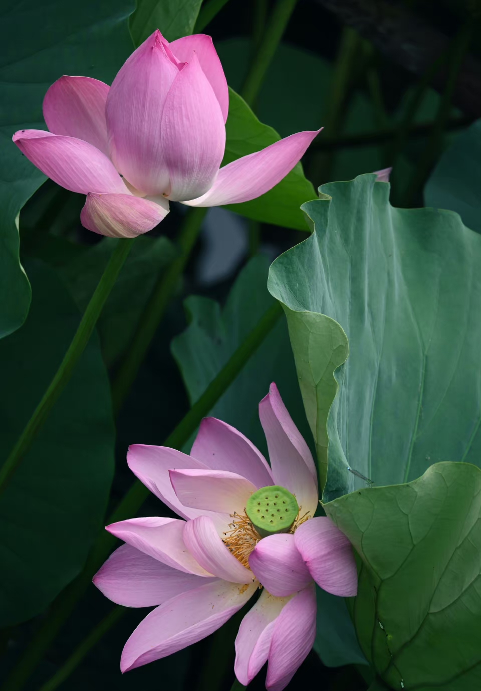 时隔三年,再次来到南京,玄武湖的荷花还是这么美.