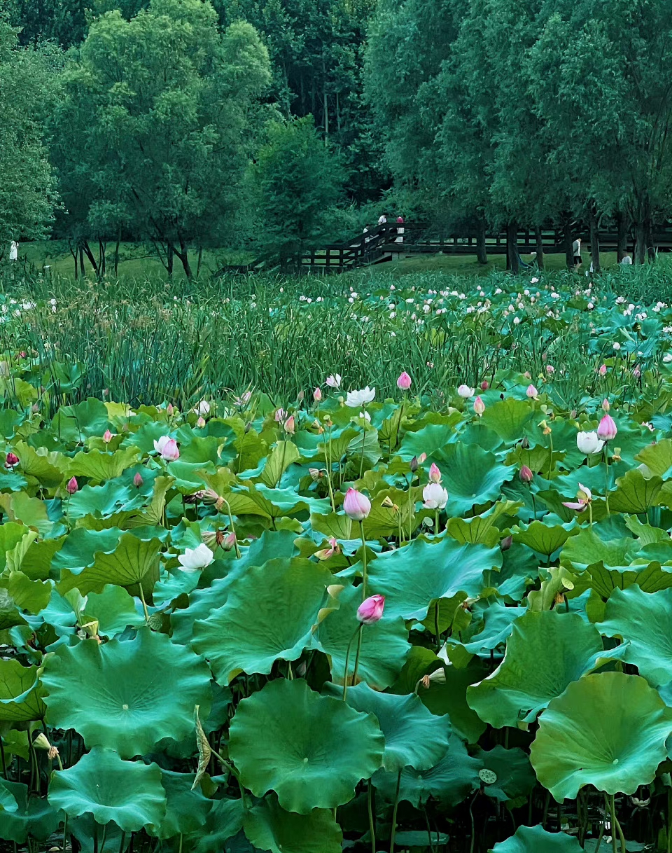 郑州市西流湖公园图片